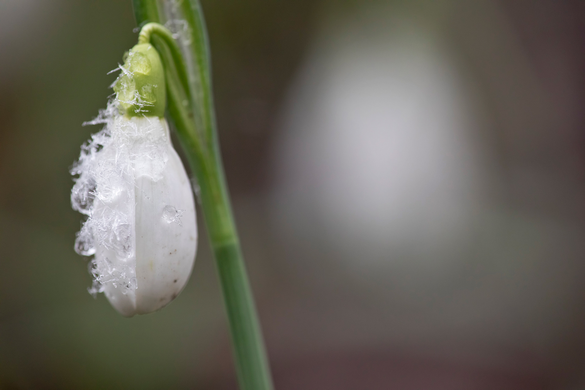 GALANTHUS NIVALIS - Bucaneve