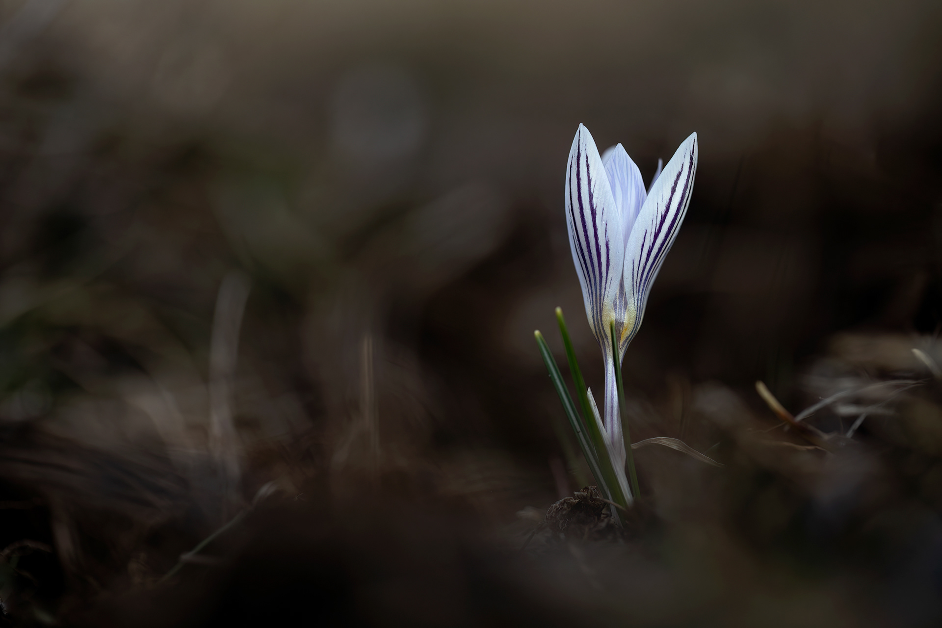 CROCUS VARIEGATUS - Zafferano variegato 