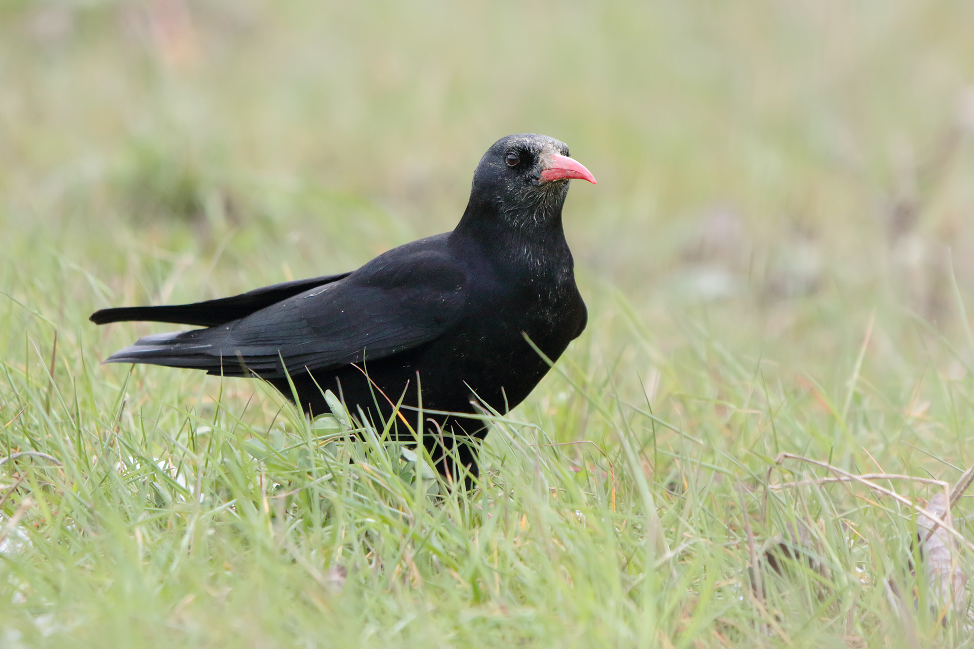 GRACCHIO CORALLINO - Red-billed Chough (Pyrrhocorax pyrrhocorax) - Parco Maiella
