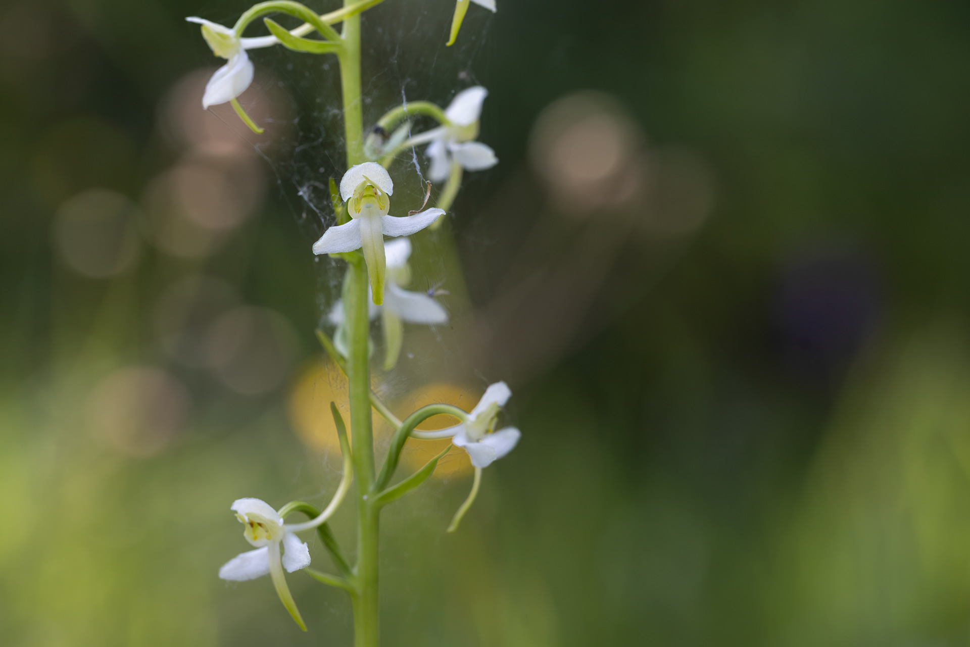 PLATANTHERA CLORANTHA