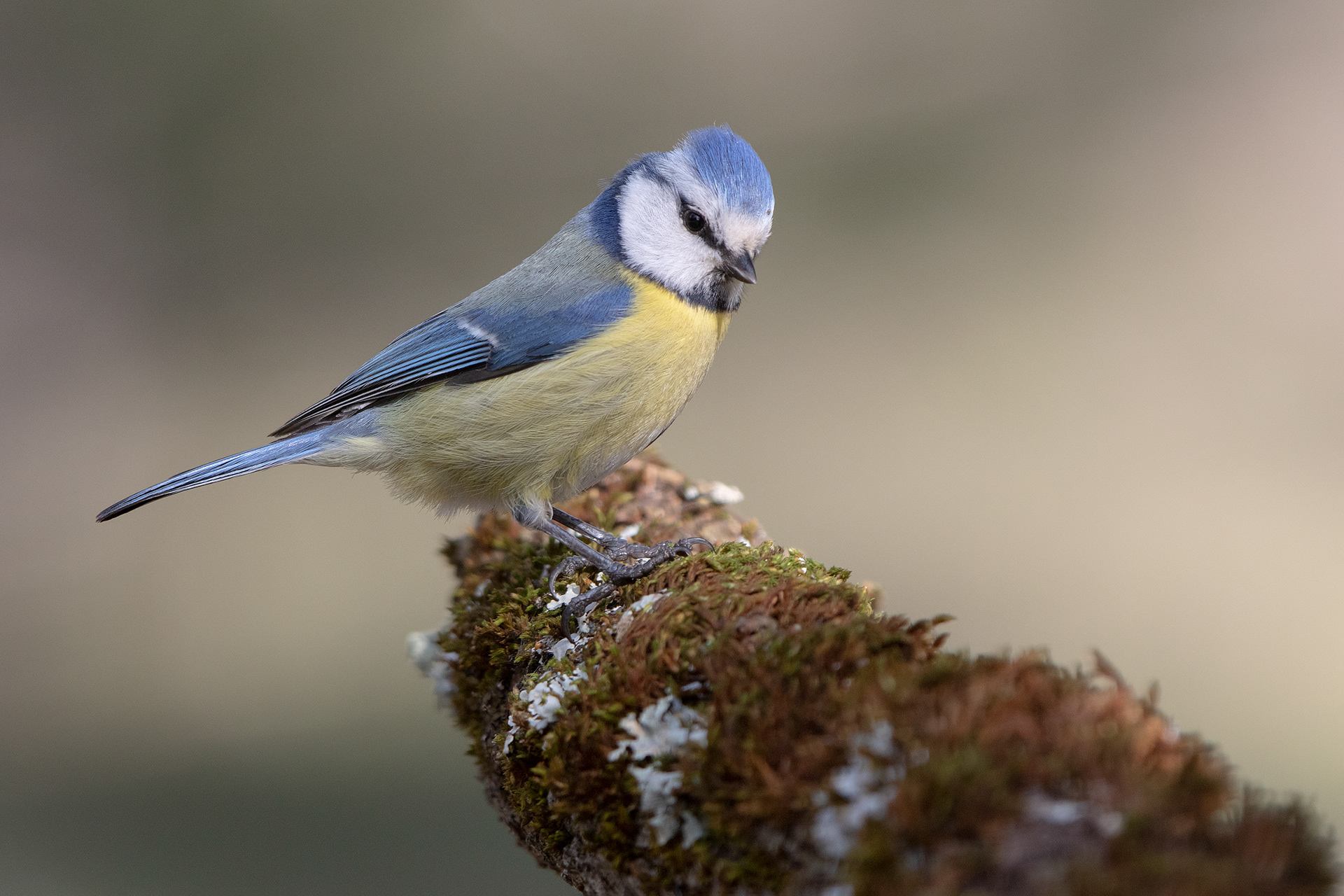 CIANCIARELLA - Blue Tit (Cyanistes caeruleus)
