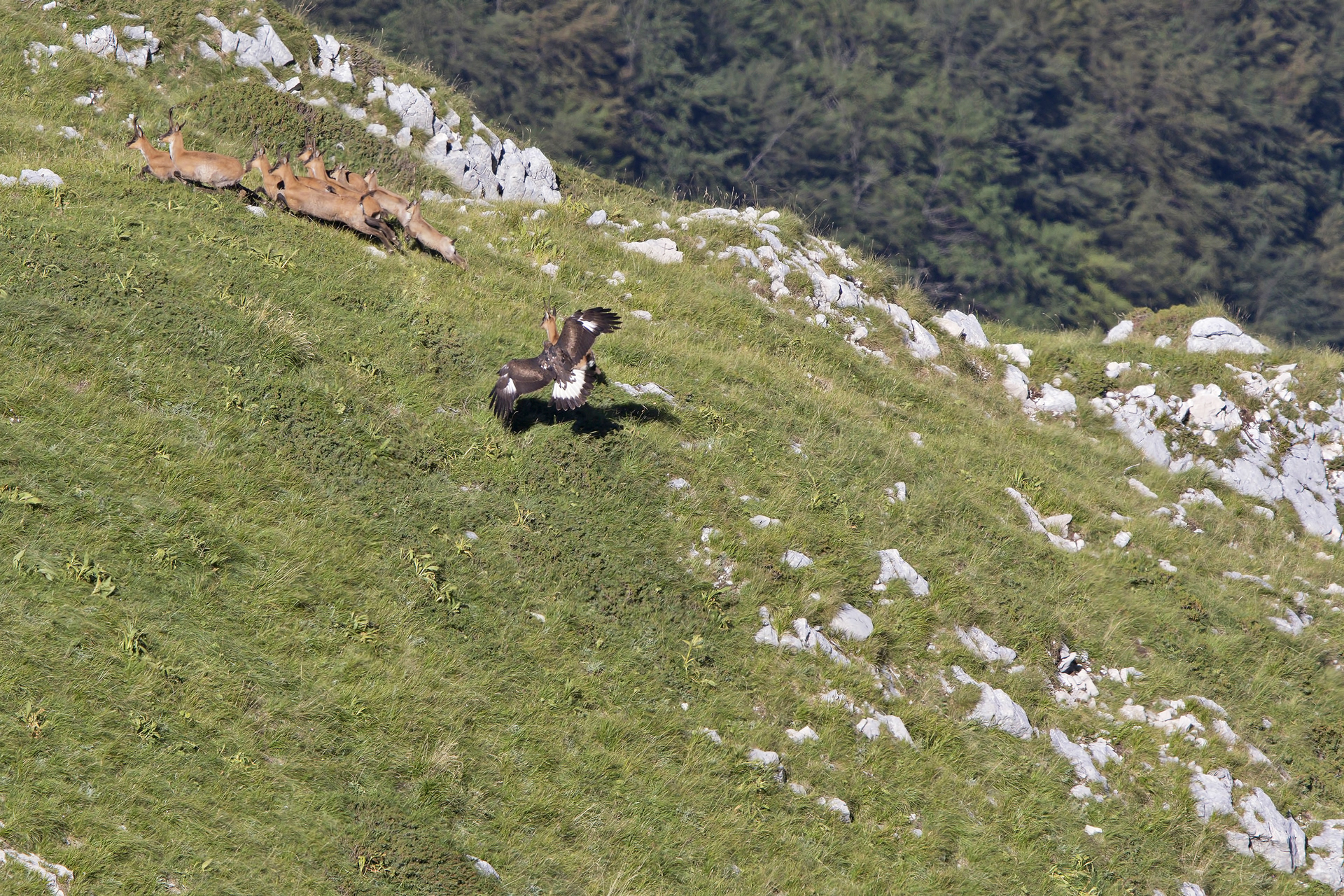 CAMOSCIO APPENNINICO - Appennine chamois (Rupricapra pyrenaica ornata) - Gran Sasso-Laga National Park