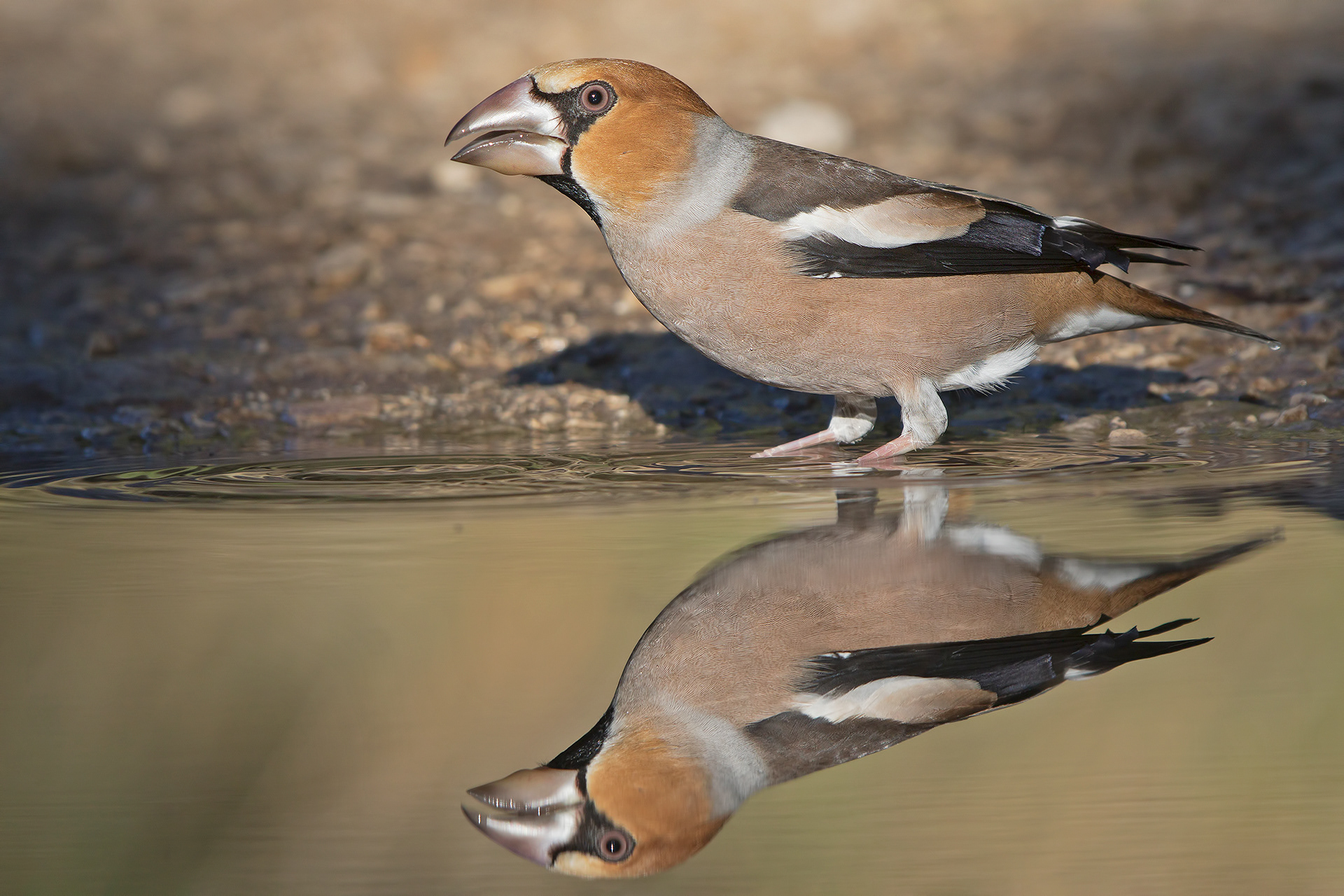 FROSONE - Hawfinch (Coccothraustes coccothraustes) - Parco Gran Sasso