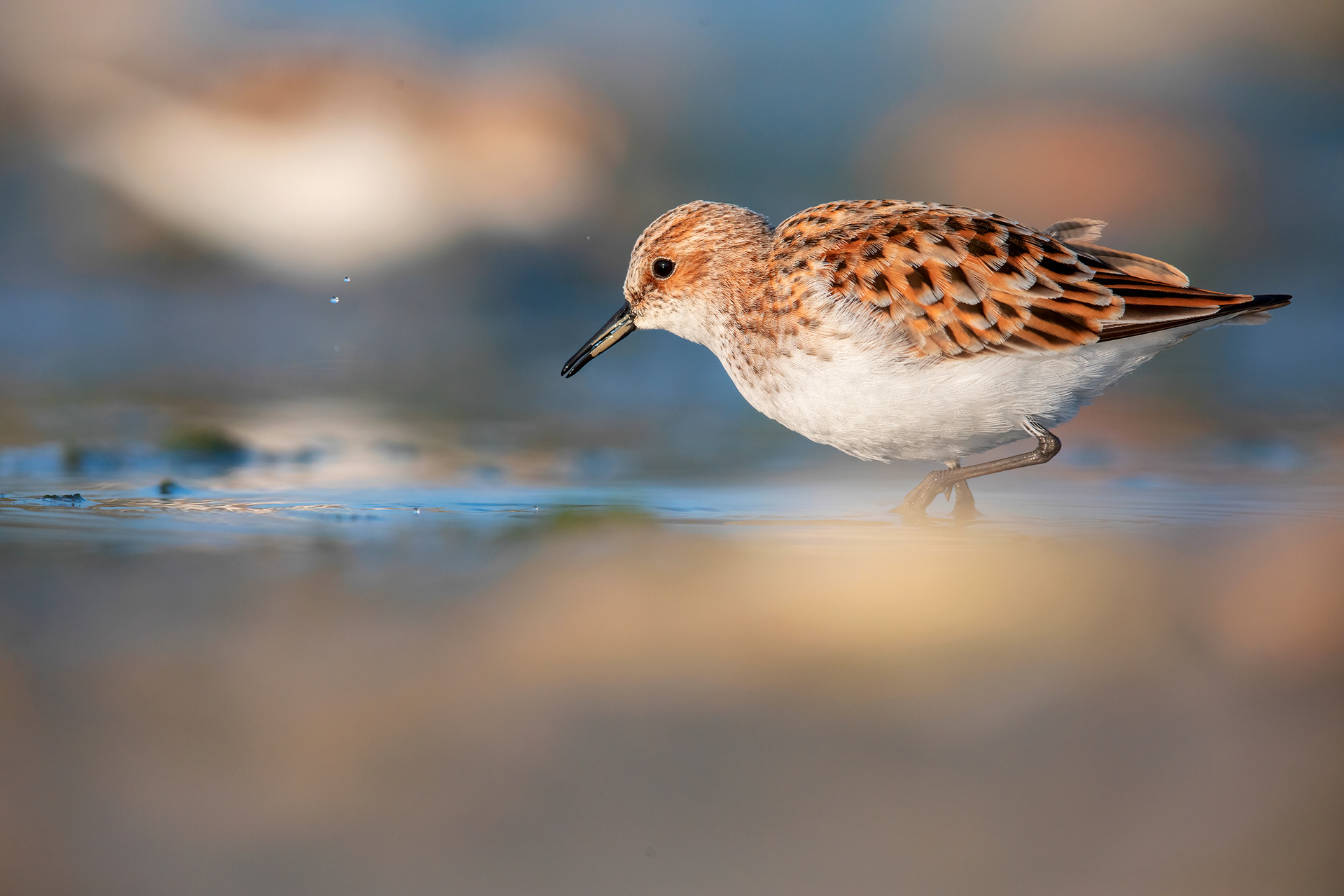 GAMBECCHIO COMUNE - Little stint (Calidris minuta) - Giulianova