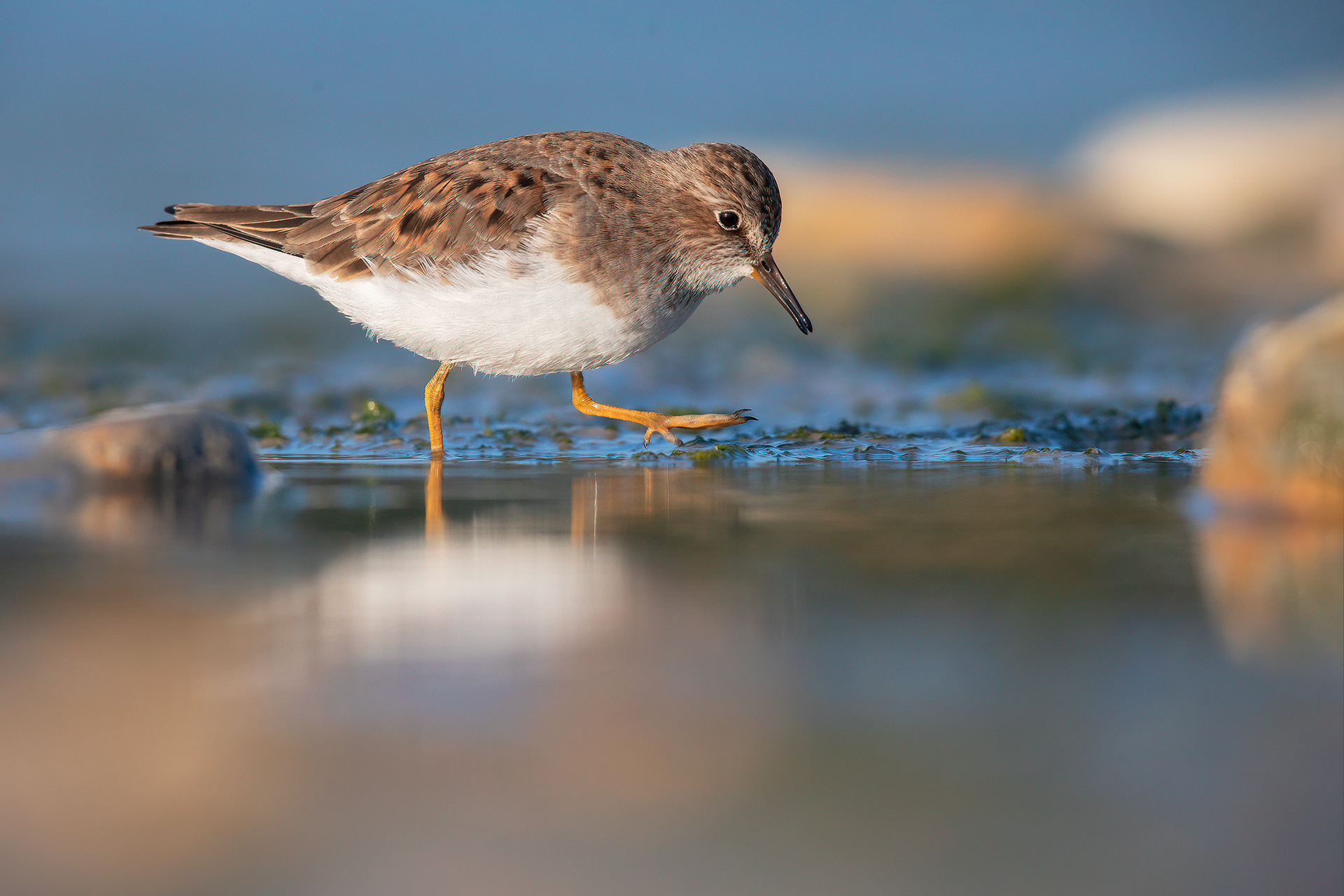 GAMBECCHIO NANO - Temminck's Stint (Calidris temminckii) - Abruzzo