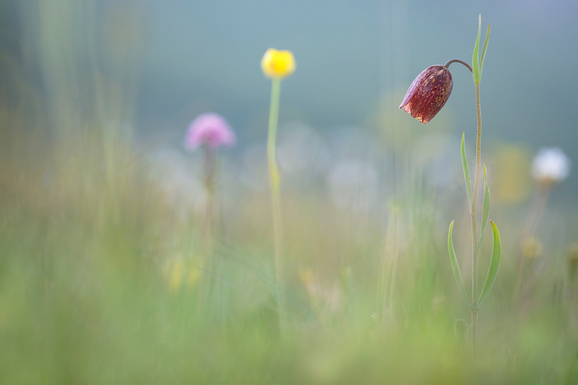 FRITILLARIA MONTANA - Fritillaria montana