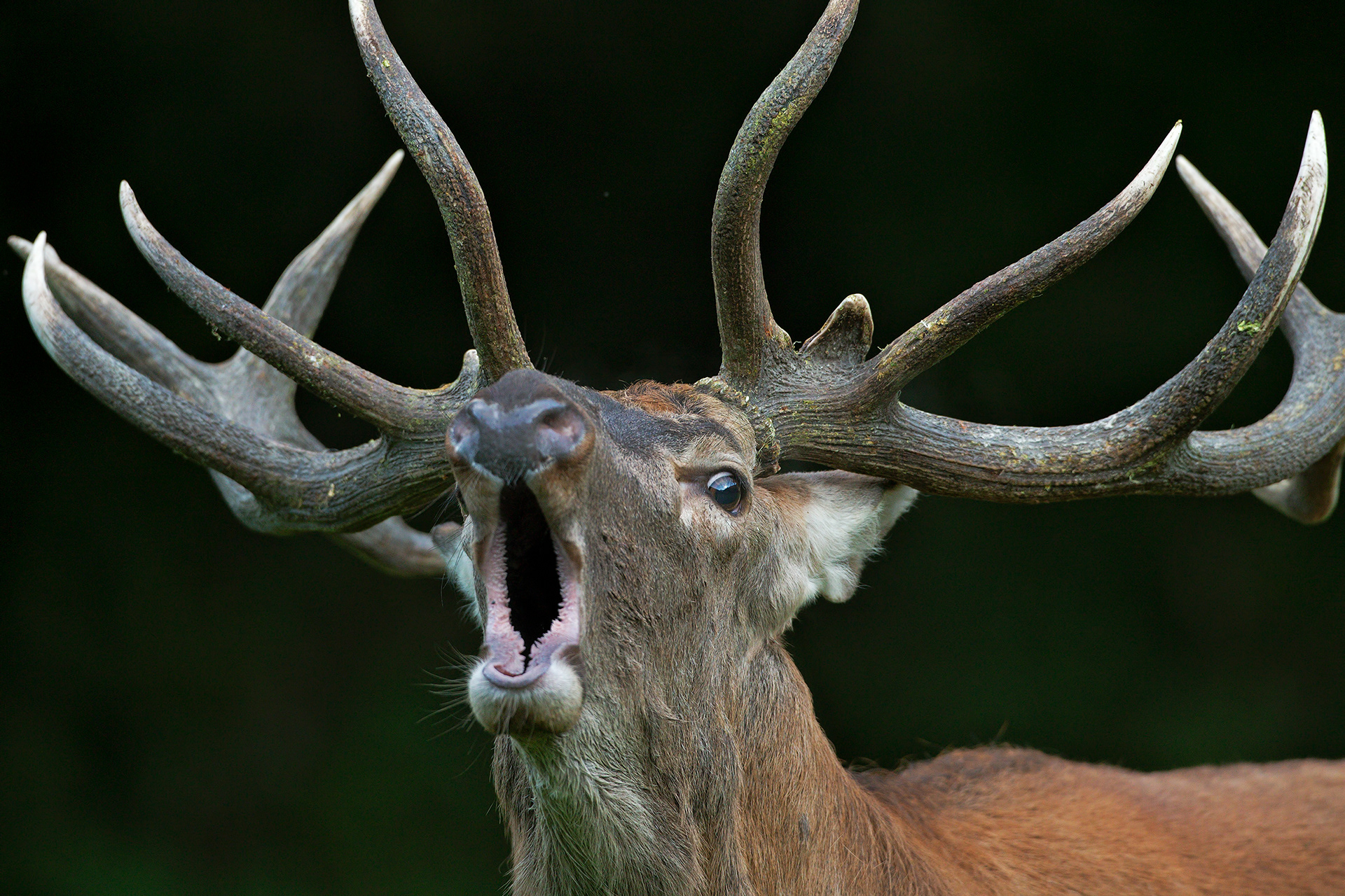 CERVO NOBILE - Red deer (Cervus elaphus) - Parco Nationale d'Abruzzo, Lazio e Molise