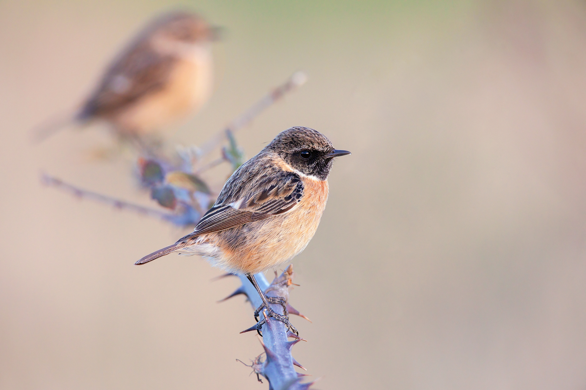 SALTIMPALO - Stonechat (Saxicola torquata)