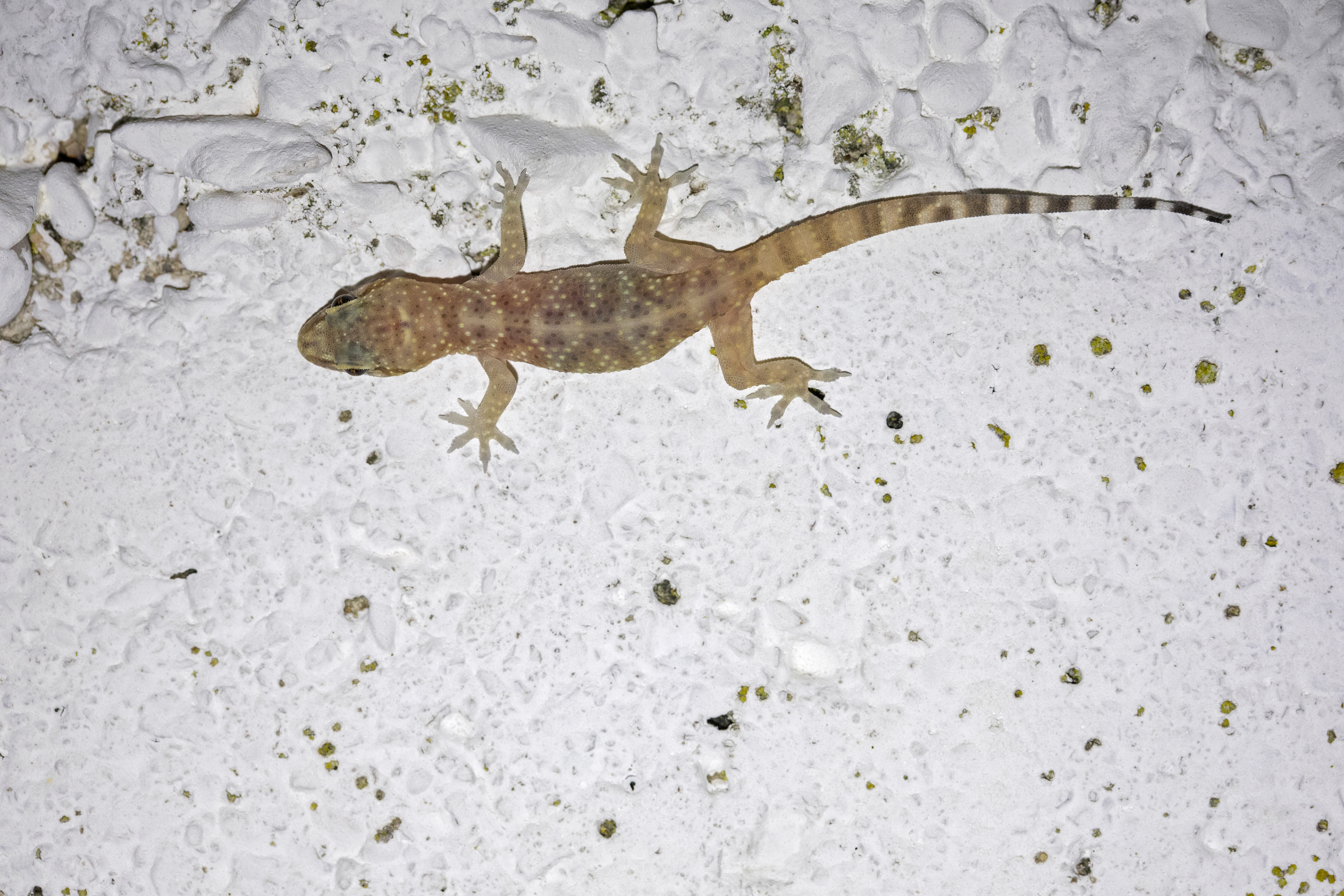 Geco verrucoso (Hemidactylus turcicus)