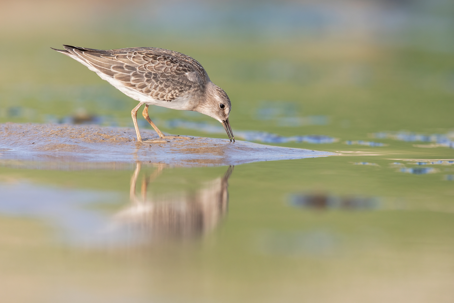 GAMBECCHIO NANO - Temminck's Stint (Calidris temminckii) - Abruzzo