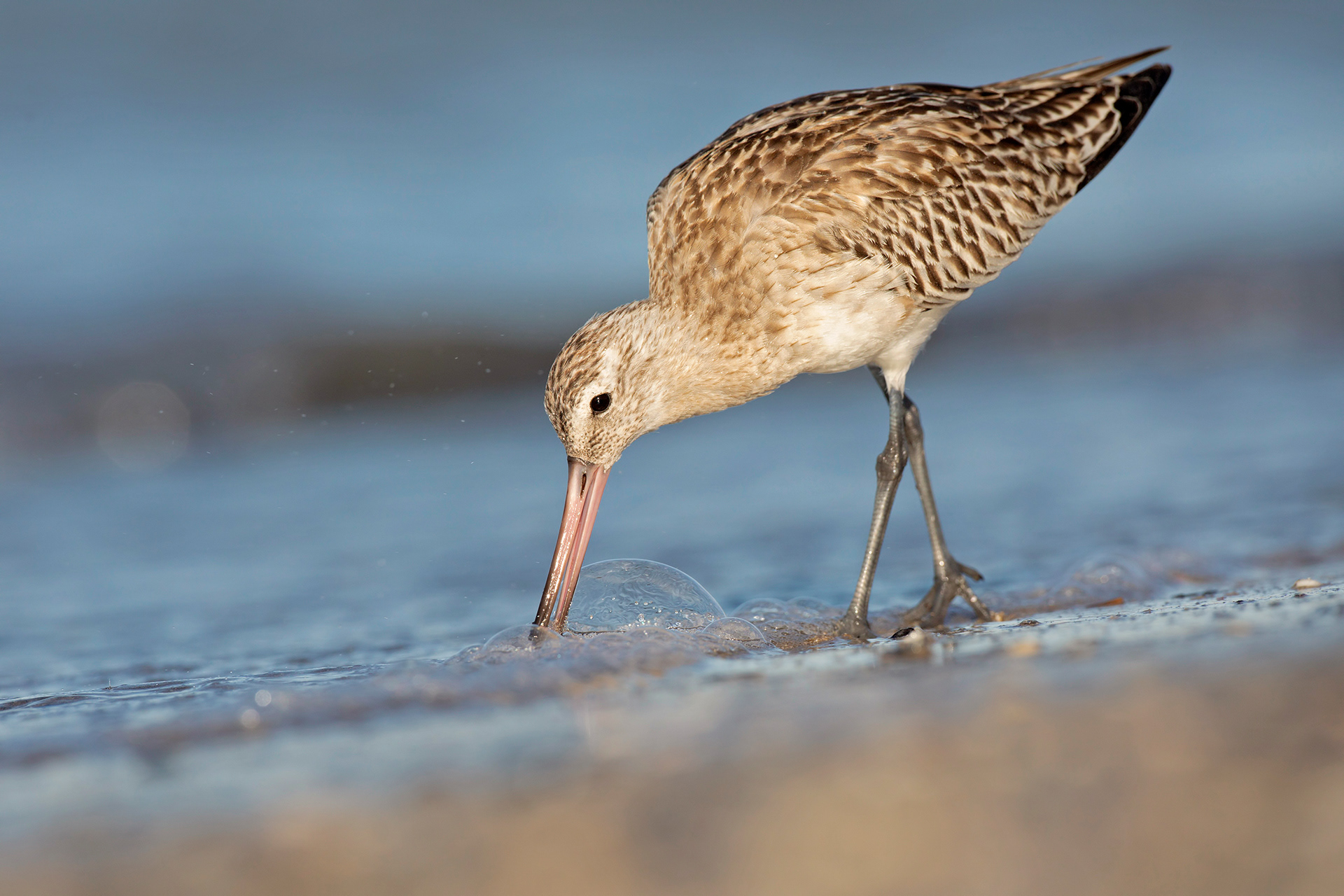 PITTIMA MINORE - Bar-tailed Godwit (Limosa lapponica) - Abruzzo