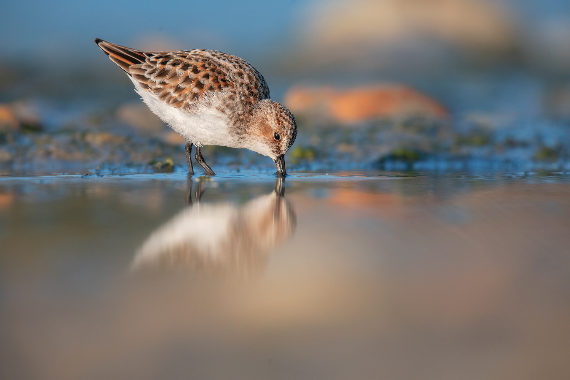 GAMBECCHIO COMUNE - Little Stint (Calidris minuta) - Abruzzo