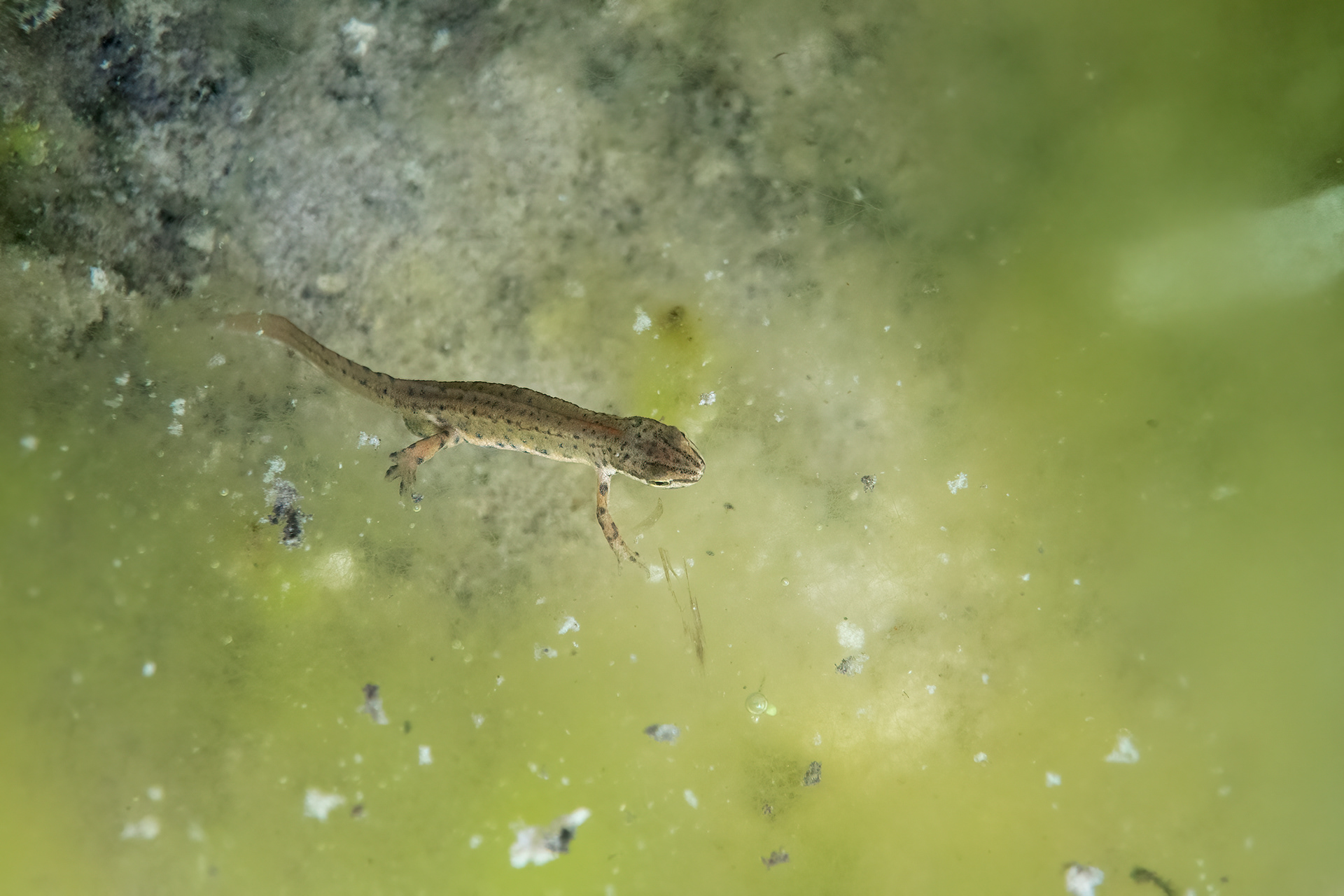 Tritone punteggiato (Lissotriton vulgaris)