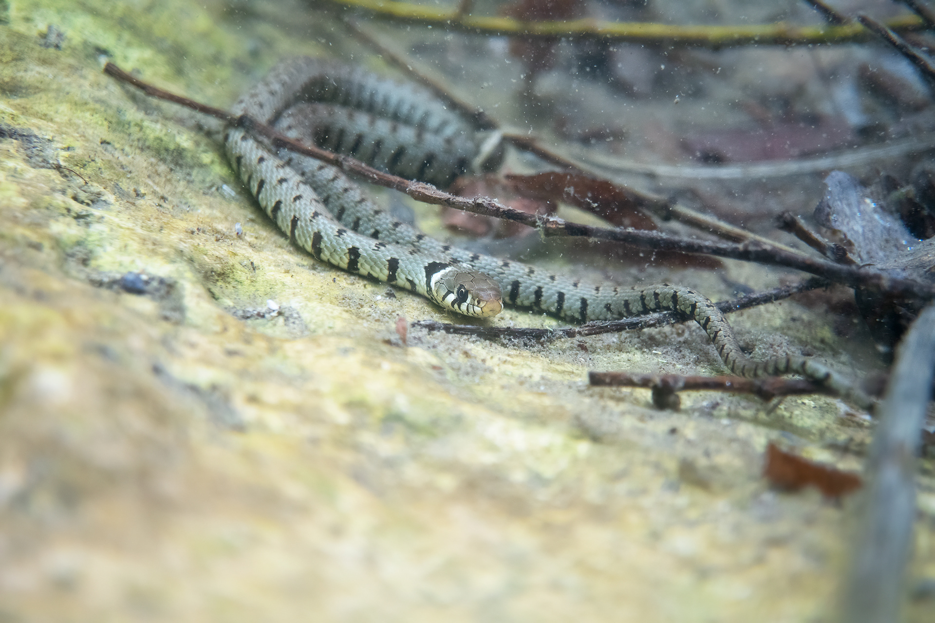 Biscia dal collare barrata (Natrix helvetica)