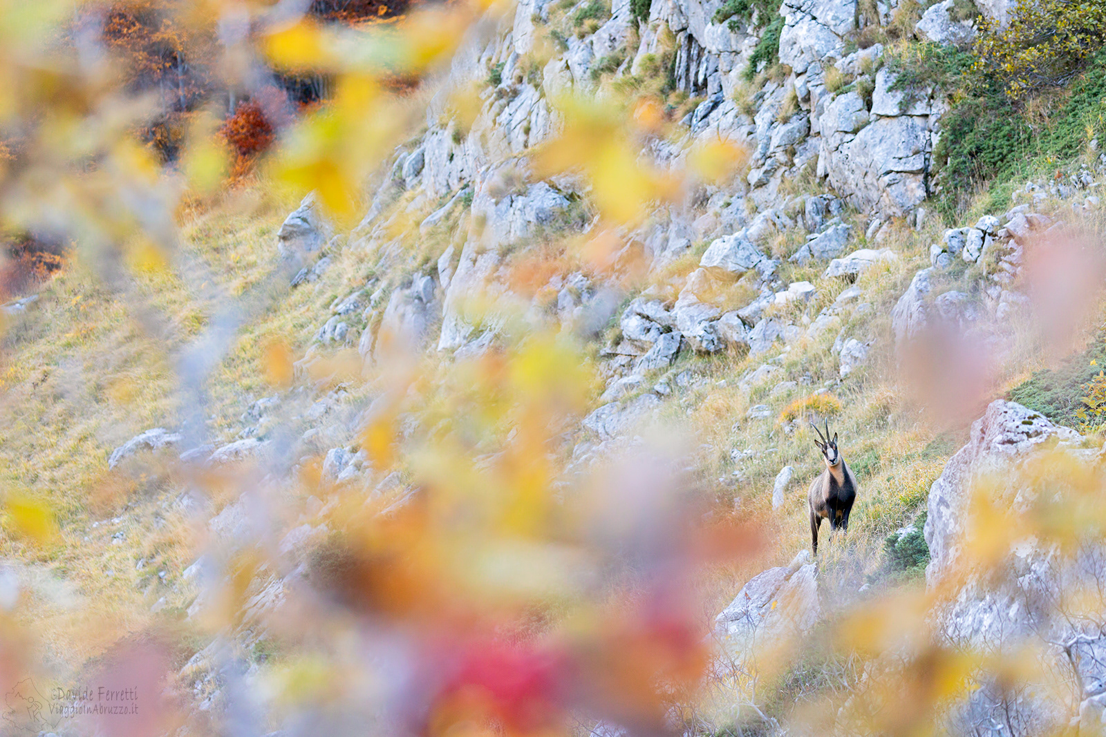 CAMOSCIO APPENNINICO - Appennine chamois (Rupricapra pyrenaica ornata) - Gran Sasso-Laga National Park