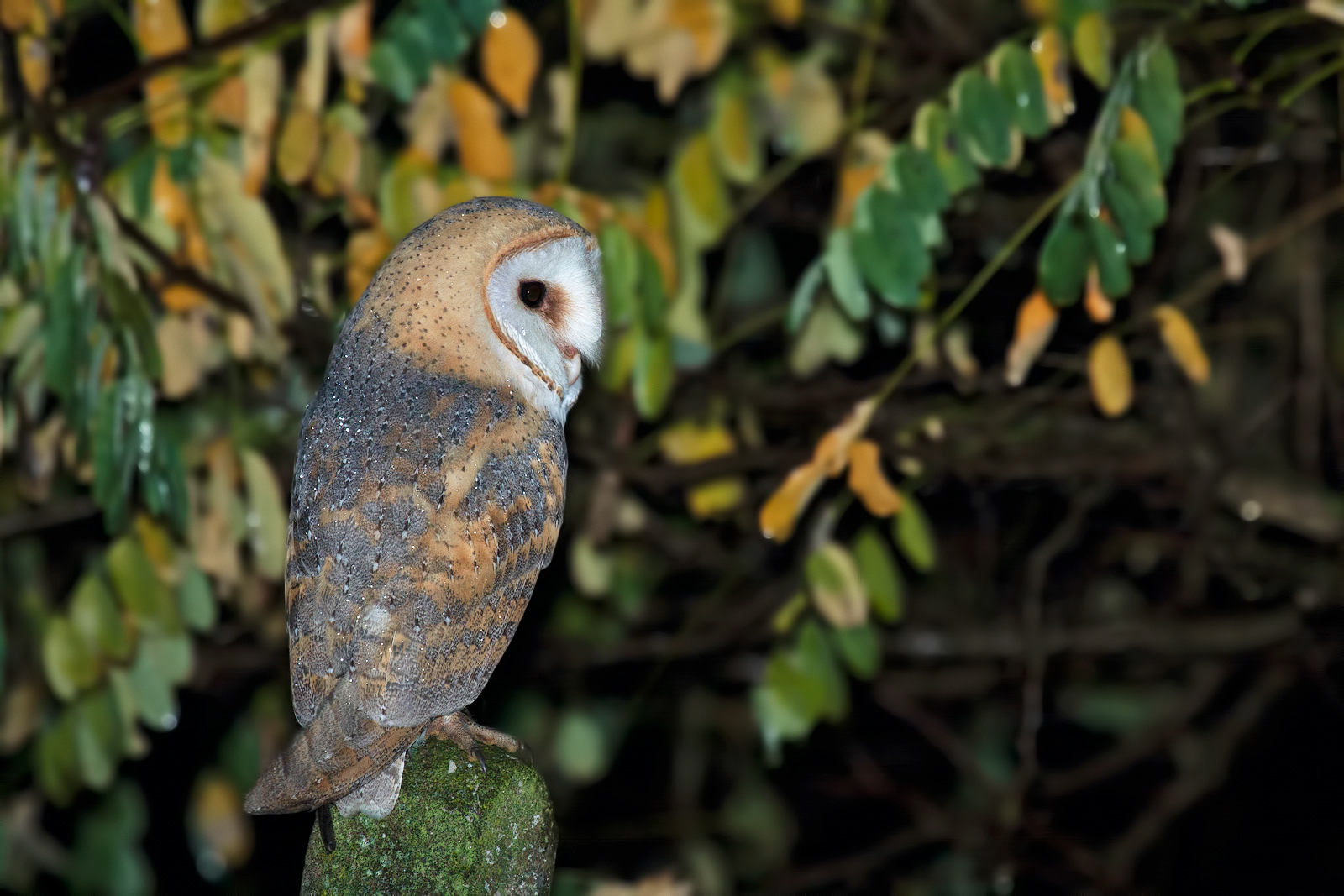 BARBAGIANNI - Barn owl (Tyto alba) - Emilia Romagna