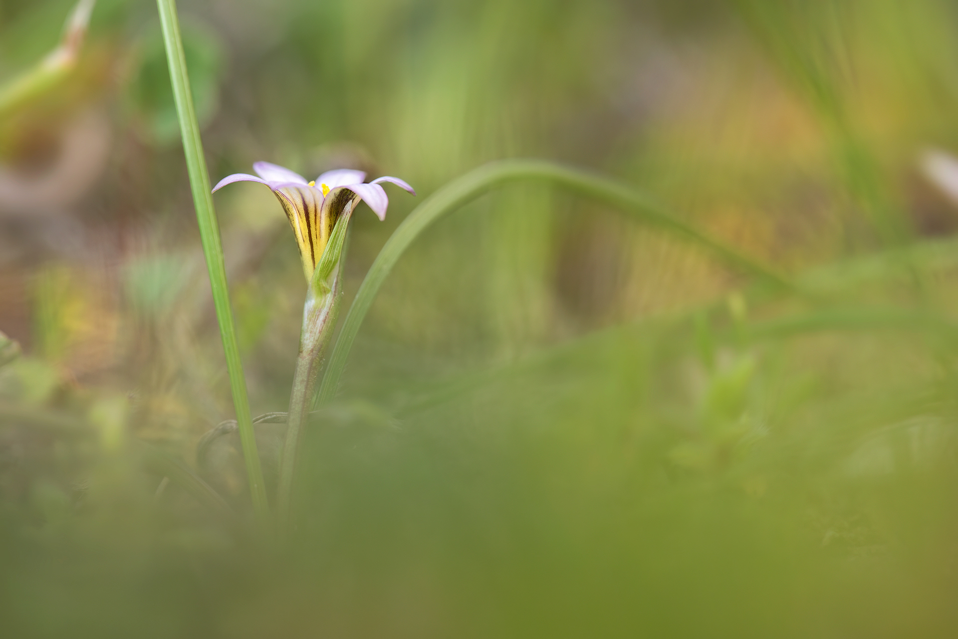 ROMULEA COLUMNAE - Zafferanetto di Colonna