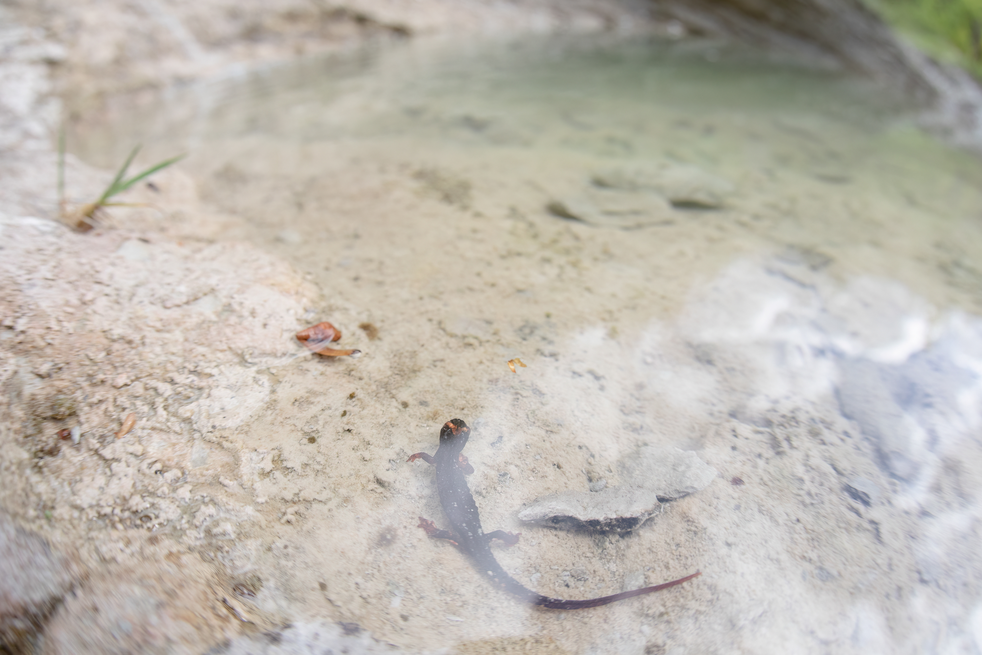 Salamandrina di Savi (Salamandra perspicillata)