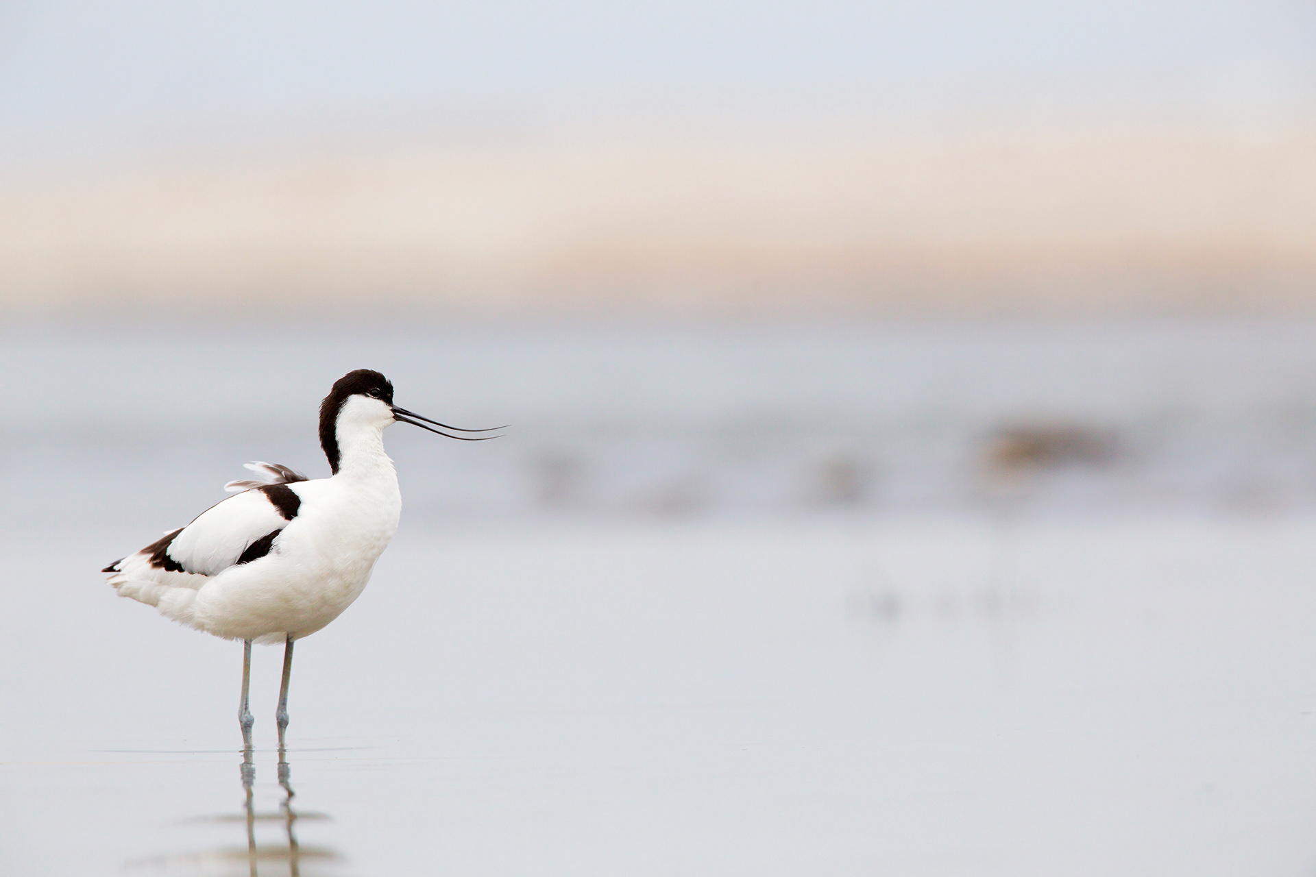 AVOCETTA - Pied Avocet (Recurvirostra avosetta) - Abruzzo