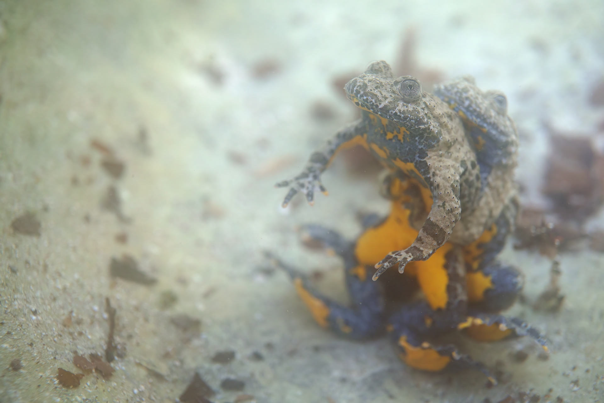 Ululone appenninico (Bombina pachypus)