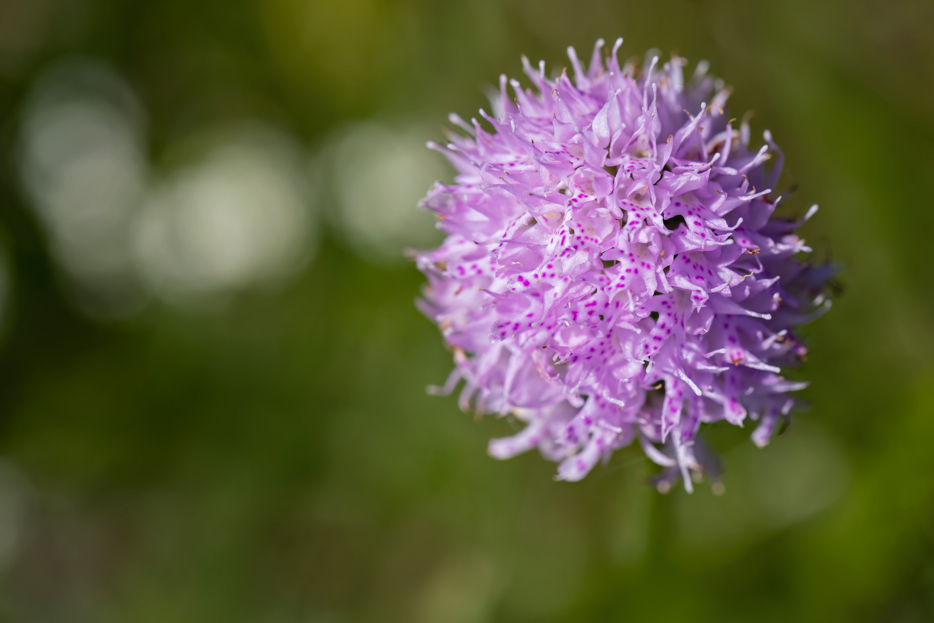 TRAUNSTEINERA GLOBOSA