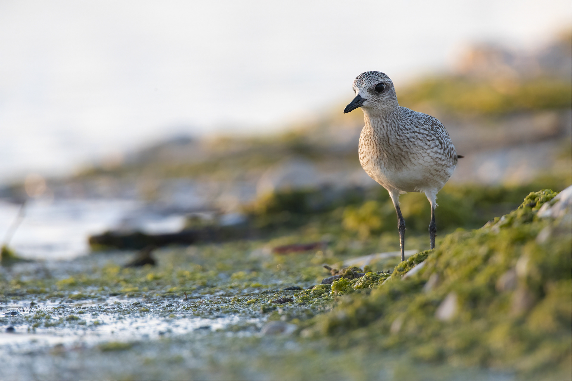 PIVIERESSA - Grey Plover (Pluvialis squatarola) - Abruzzo