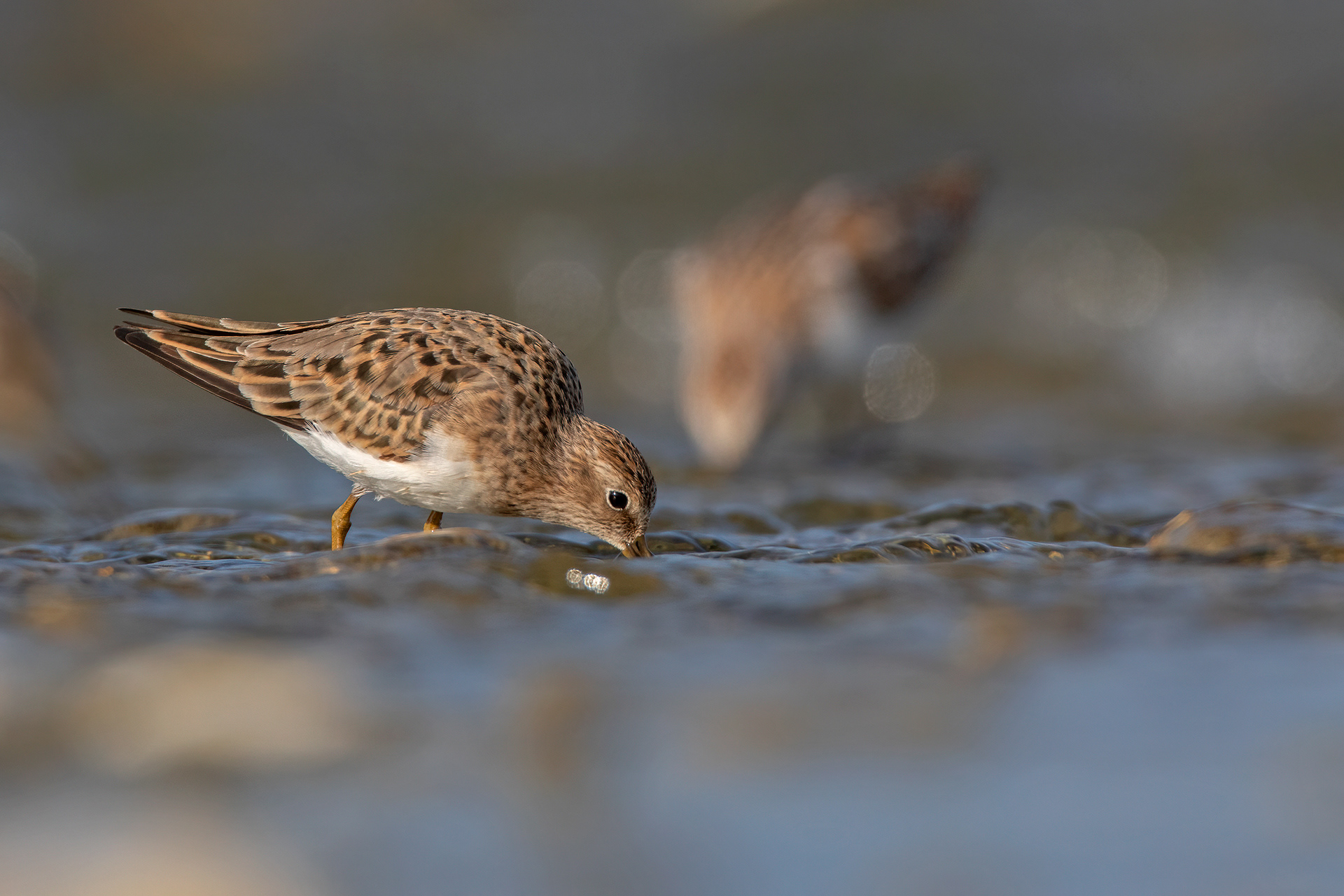 GAMBECCHIO NANO - Temminck's Stint (Calidris temminckii) - Abruzzo