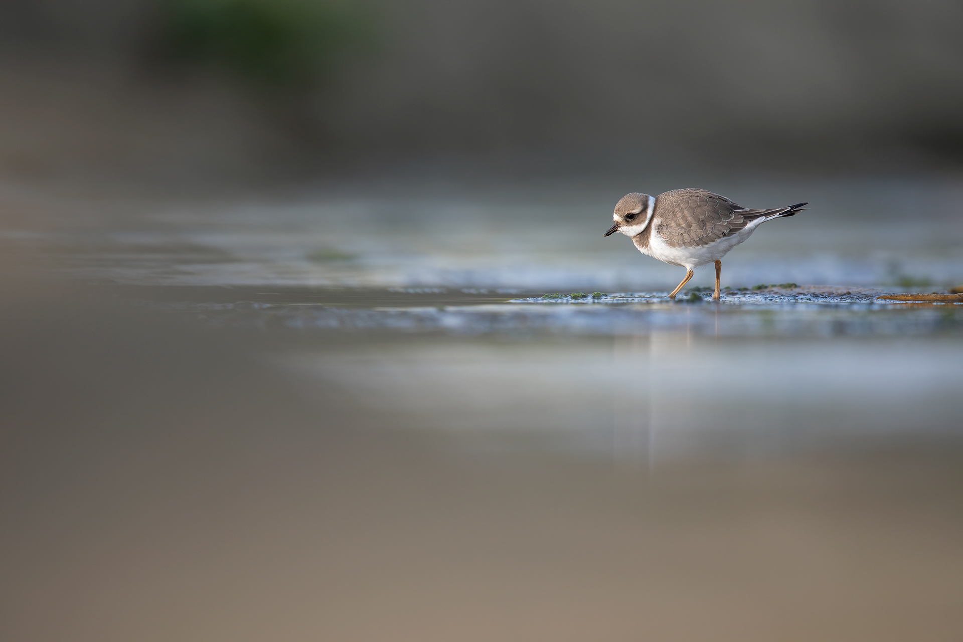 CORRIERE GROSSO - Ringed Plover (Charadrius hiaticula) - Giulianova