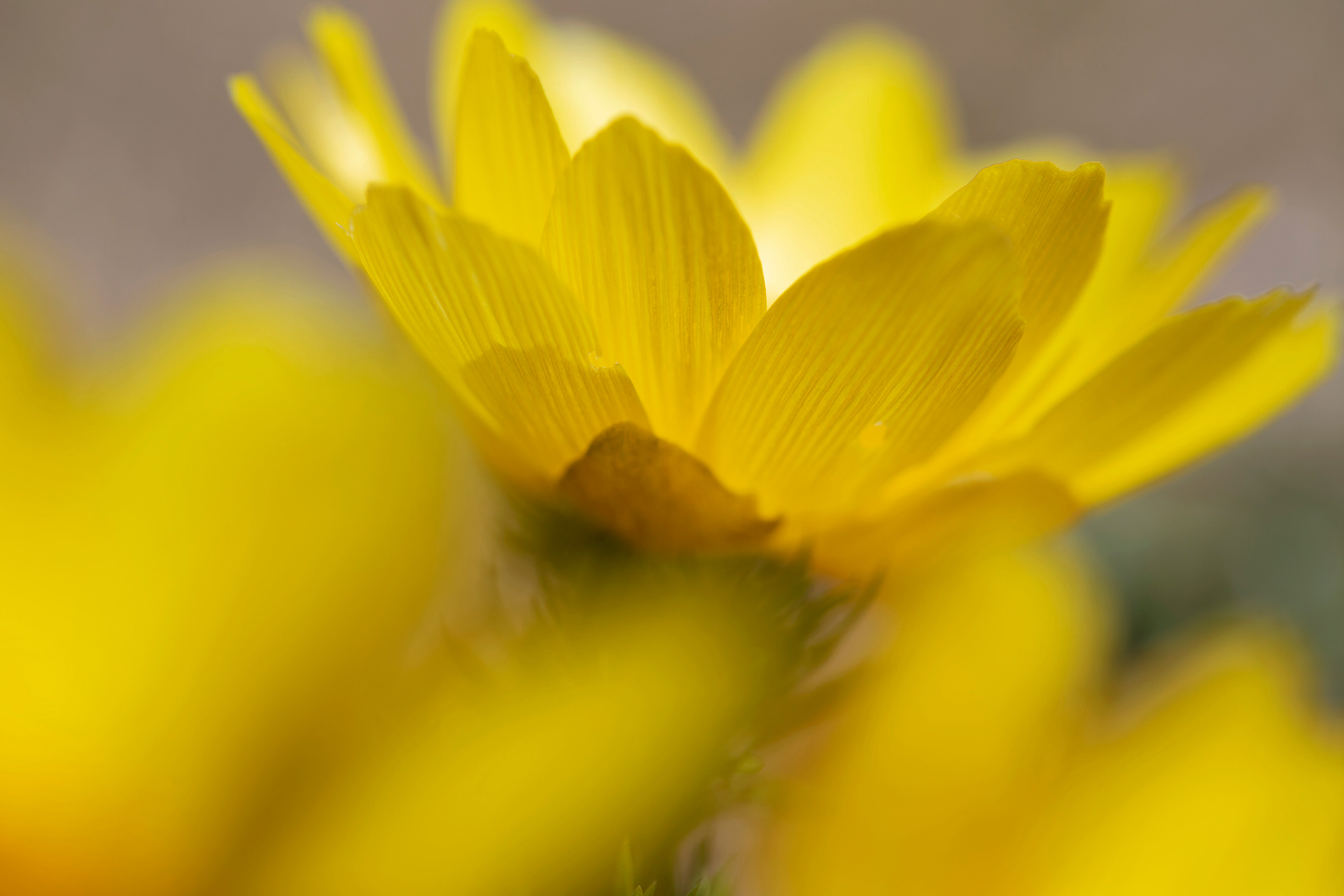 ADONIS VERNALIS - Adonide gialla 
