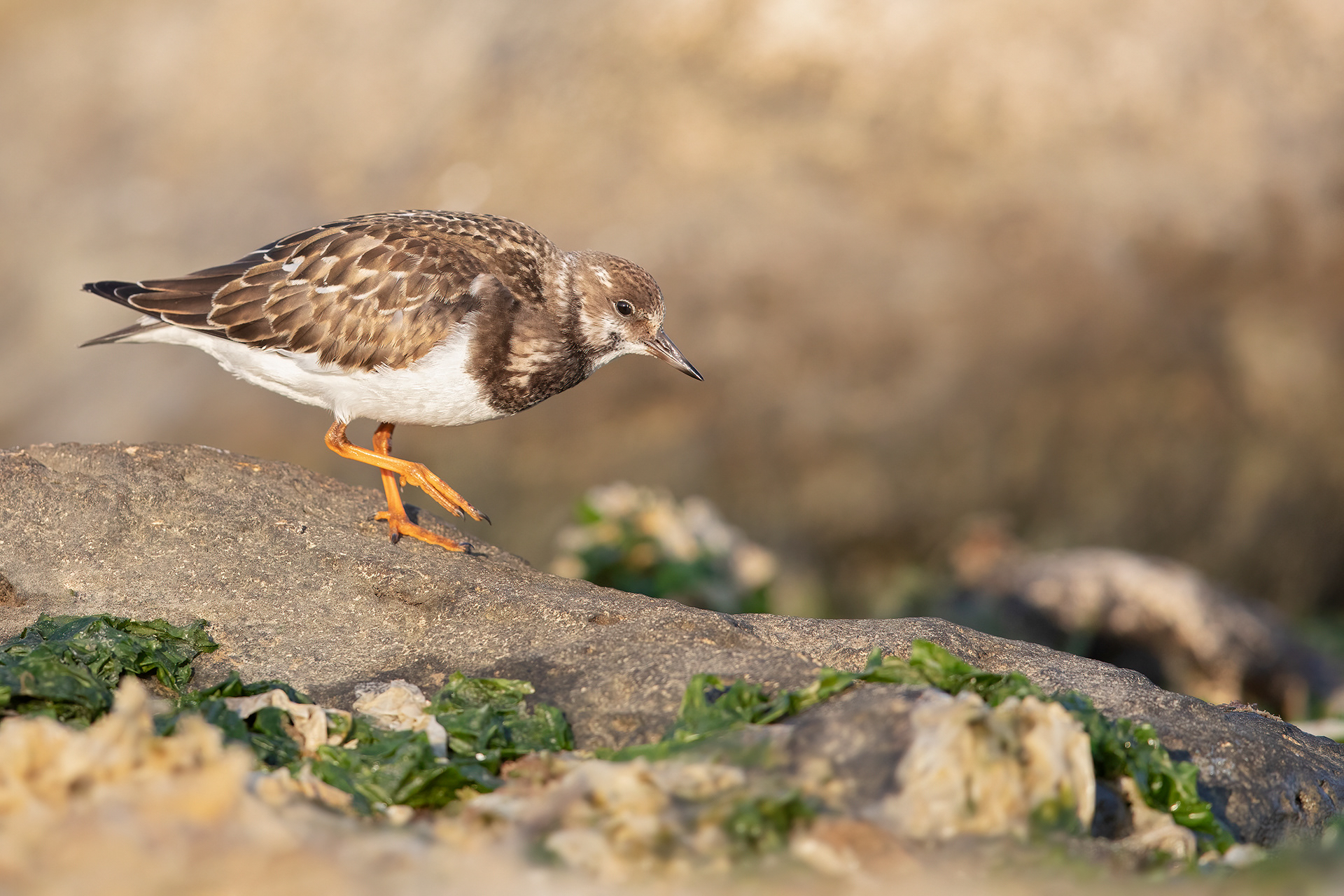 VOLTAPIETRE - Turnstone (Arenaria interpres) - Abruzzo