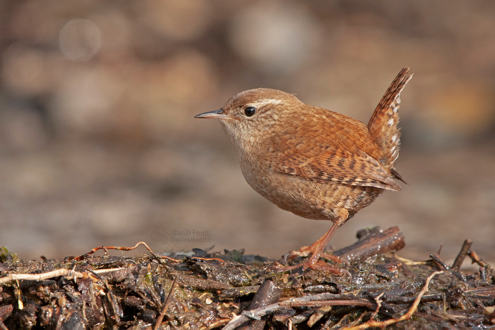 Scricciolo - Wren (Troglodytes troglodytes) - Parco Gran Sasso