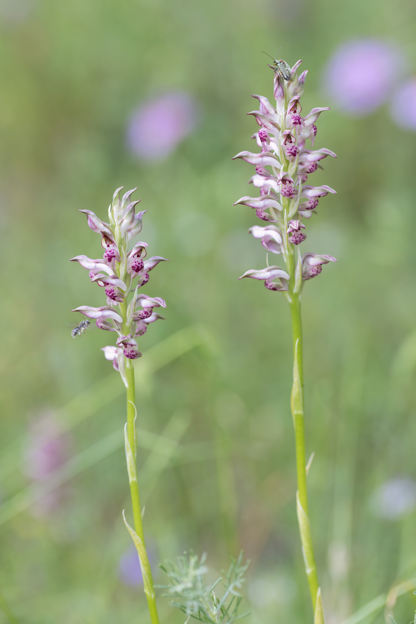 ANACAMPTIS FRAGRANS