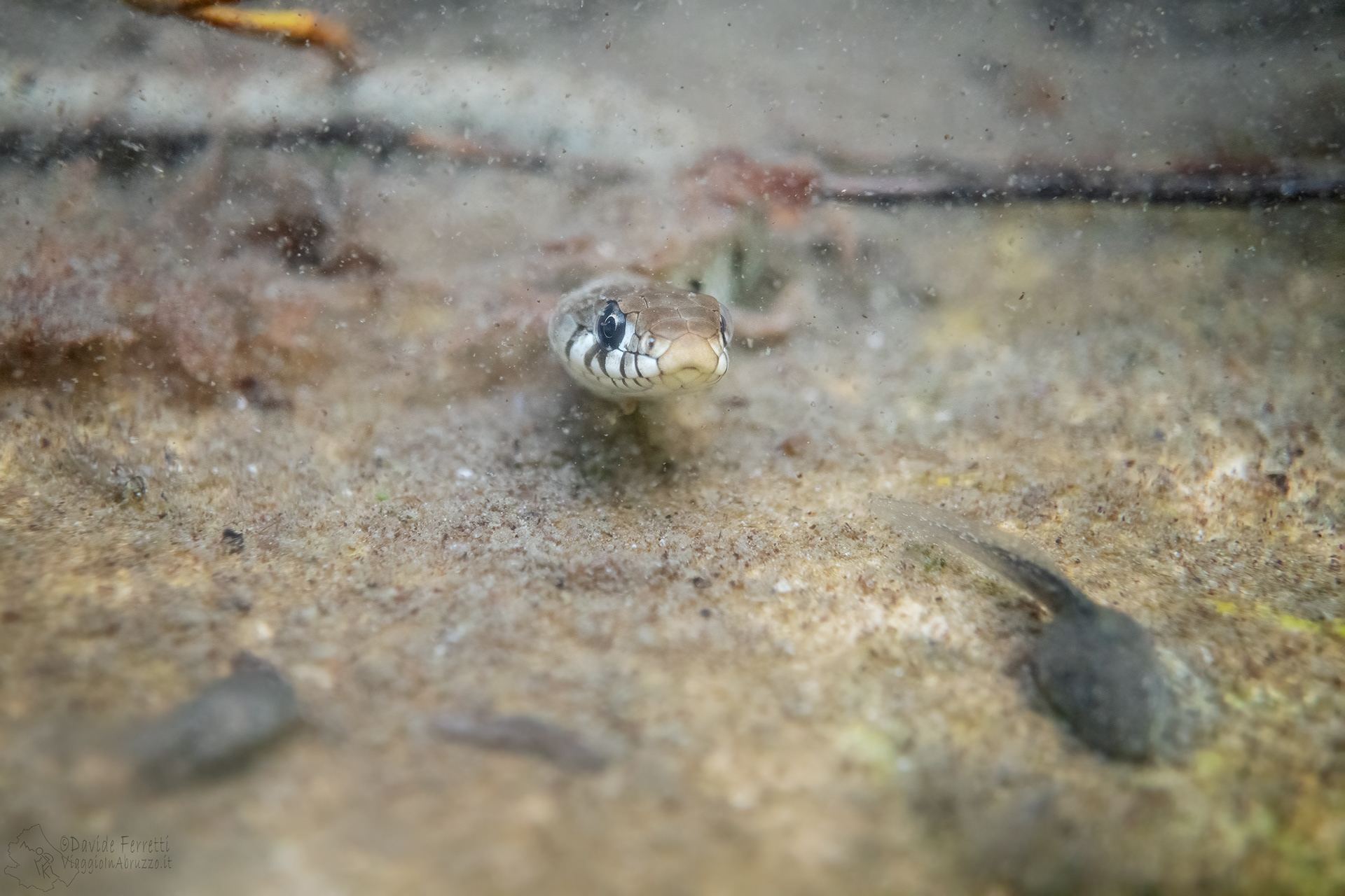 Biscia dal collare barrata (Natrix helvetica)