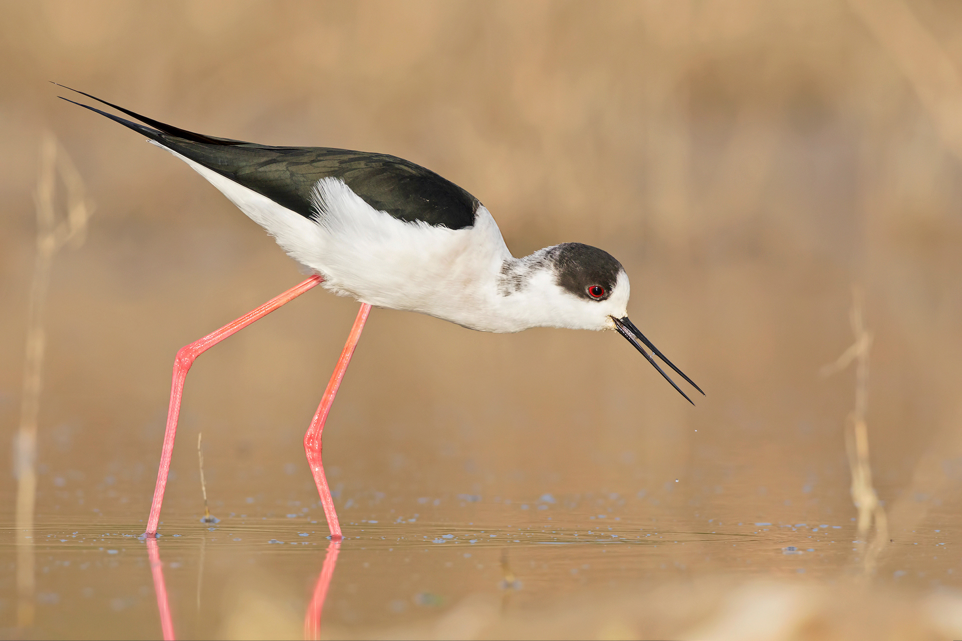 Cavaliere d'Italia - Black-Winged Stilt (Himantopus himantopus) - Abruzzo
