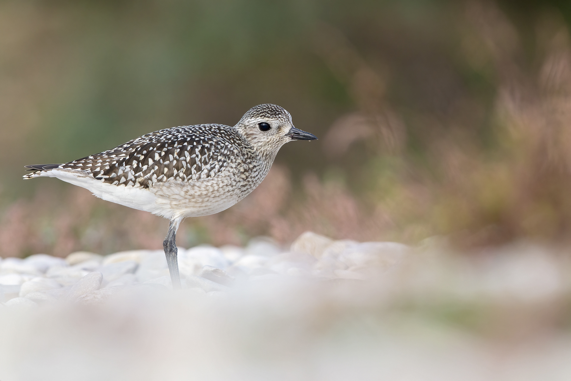 PIVIERESSA - Grey Plover (Pluvialis squatarola) - Abruzzo