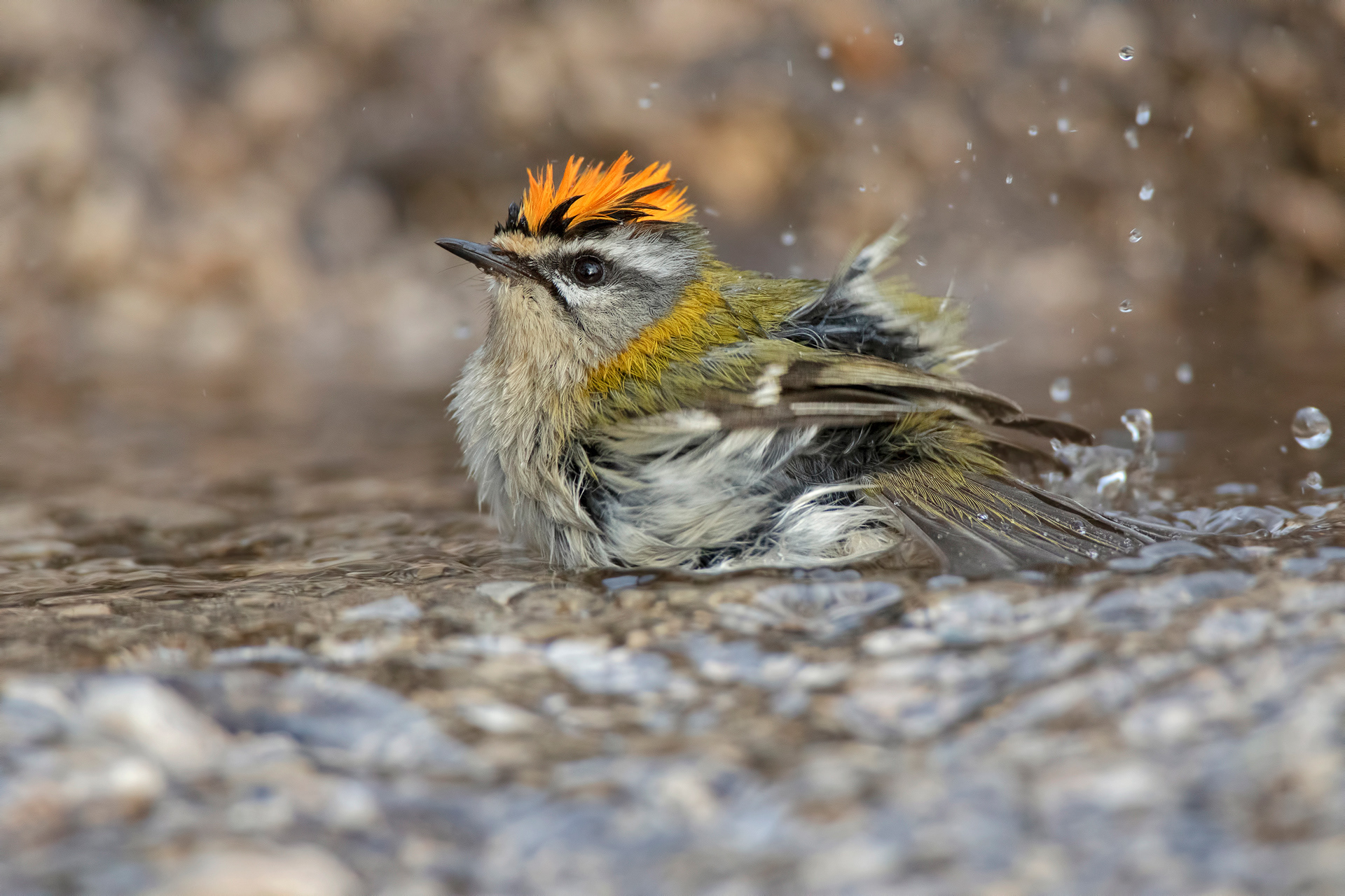 FIORRANCINO - Firecrest (Regulus ignicapilla) - Parco Gran Sasso