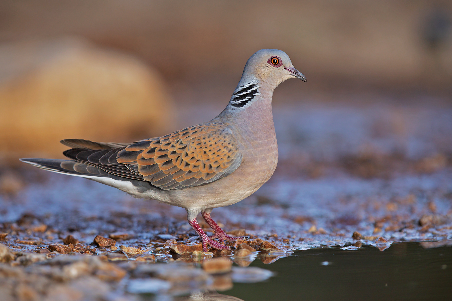 TORTORA SELVATICA - Turtle Dove (Streptopelia turtur) - Parco Gran Sasso