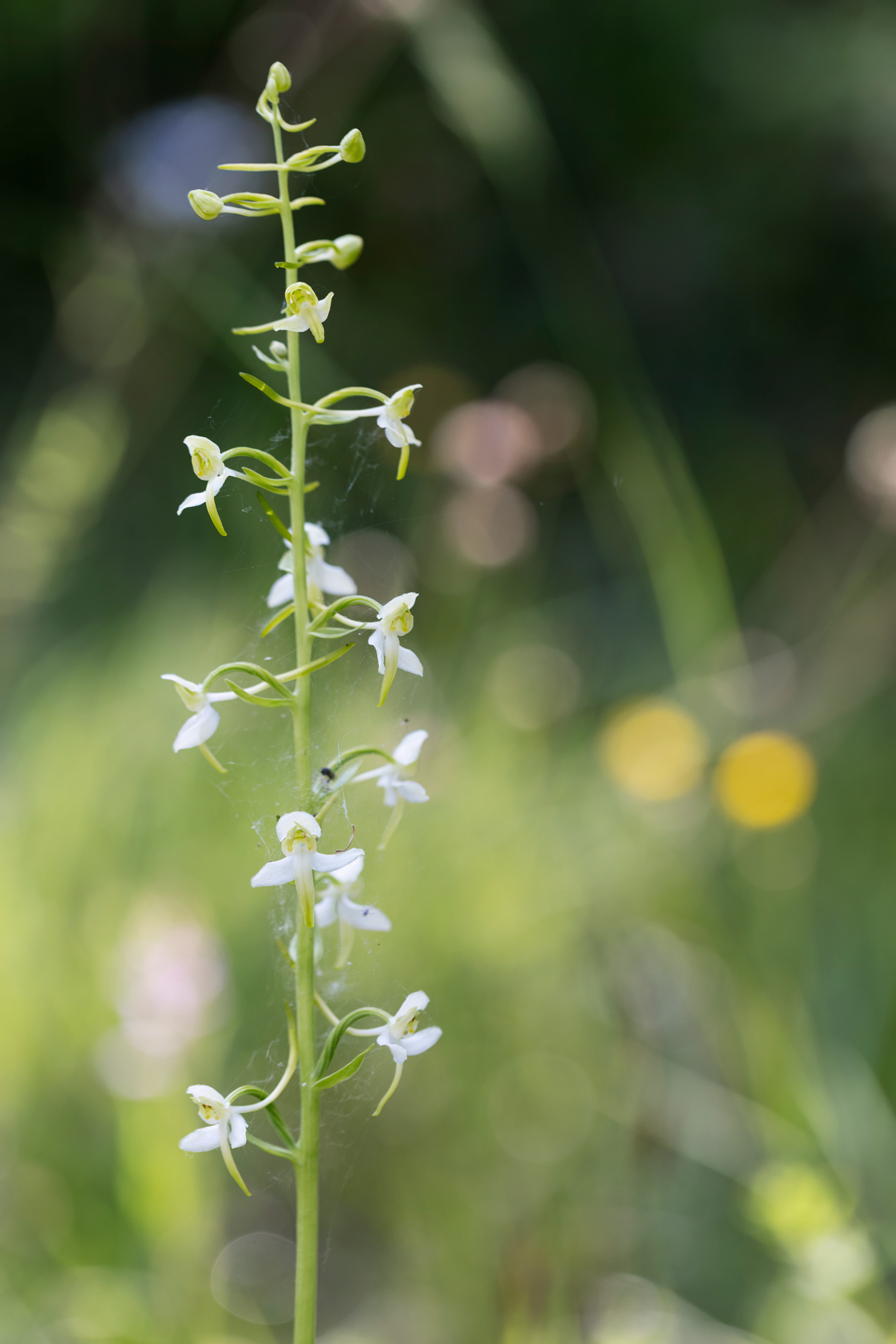 PLATANTHERA CLORANTHA