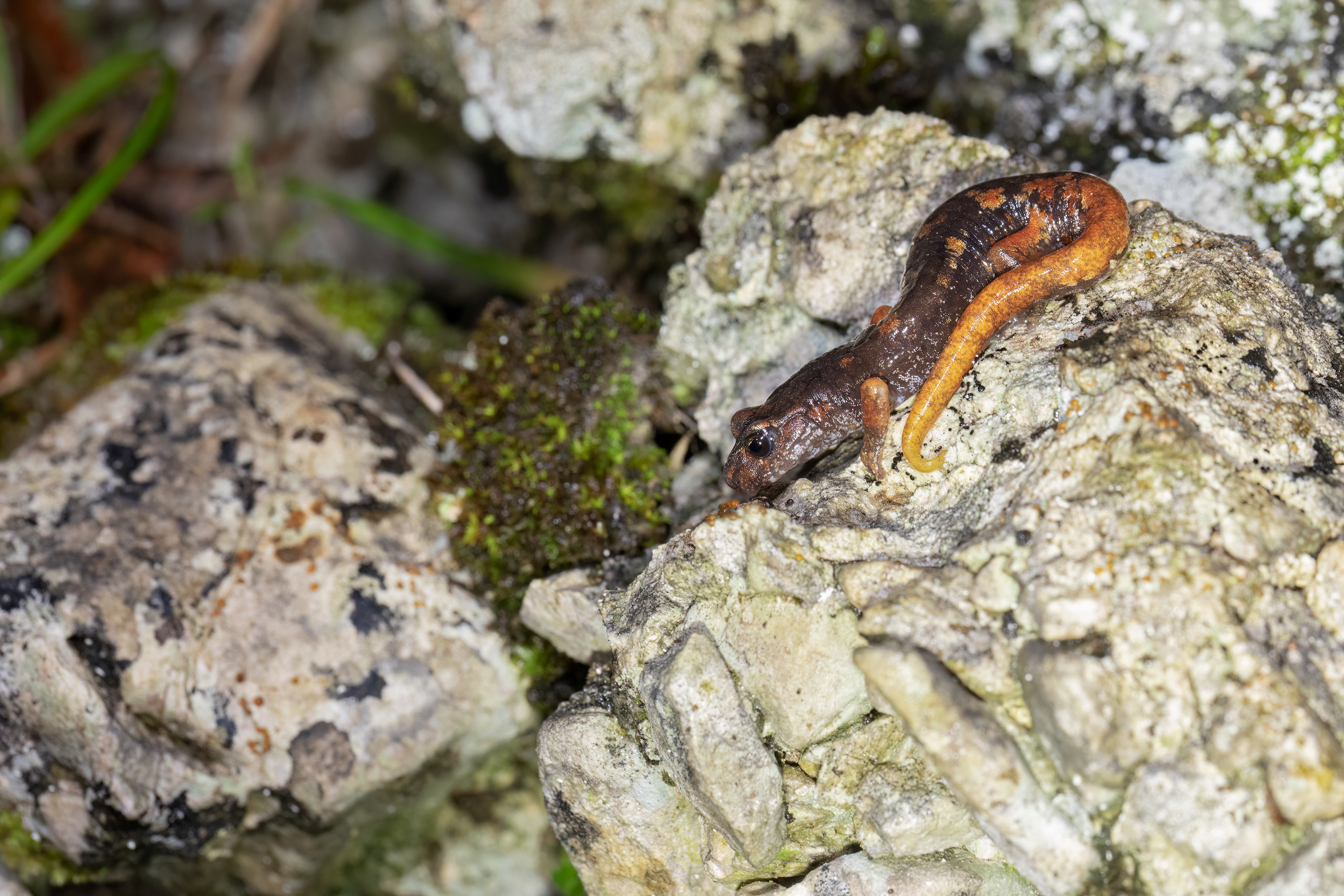 Geotritone italiano (Speleomantes italicus)