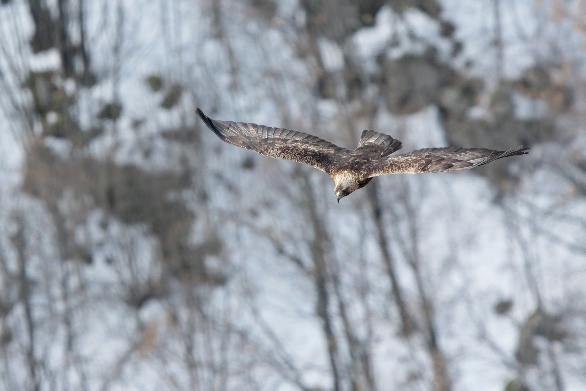 Aquila reale - Golden eagle (Aquila chrysaetos) 