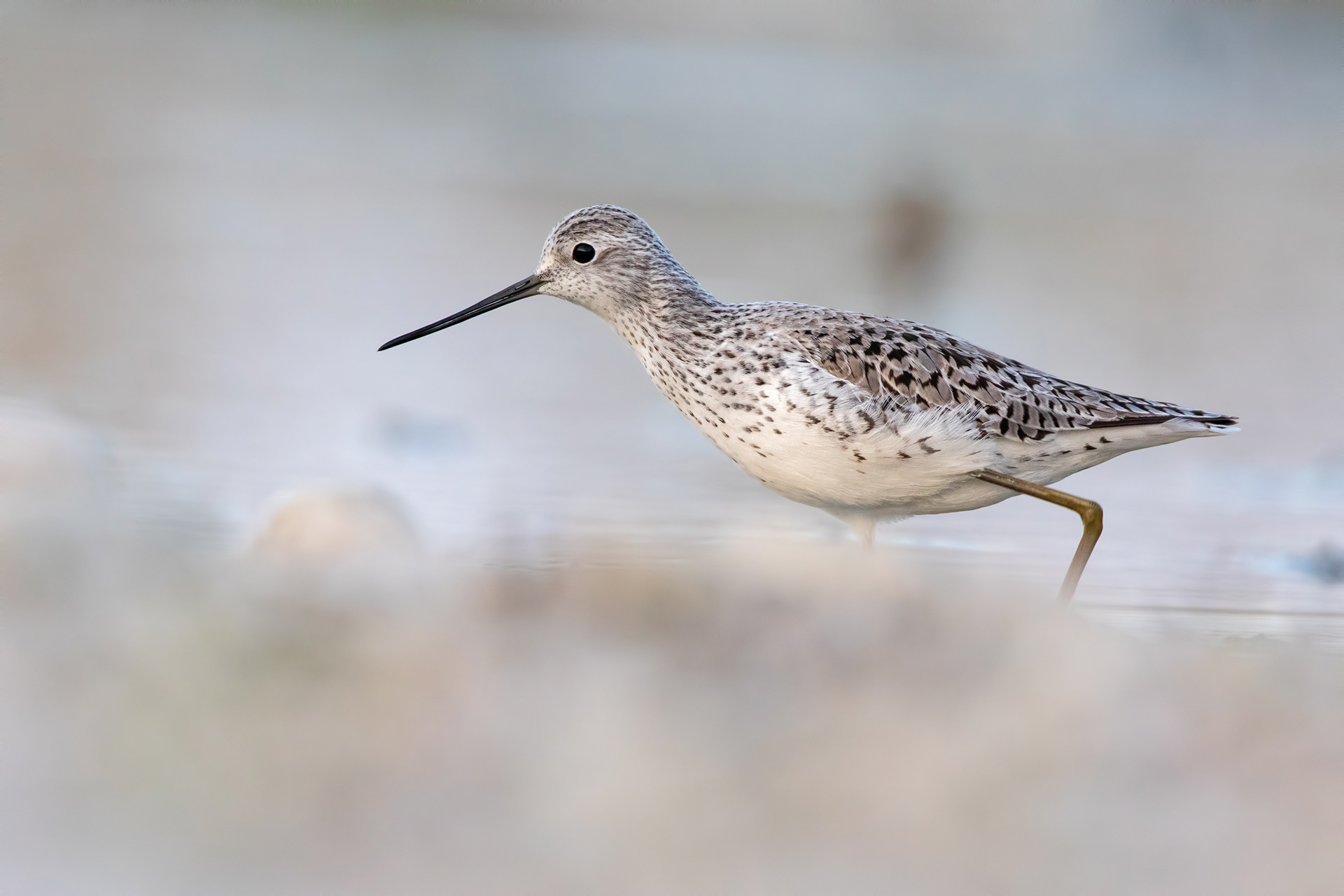 ALBASTRELLO - Marsh Sandpiper (Tringa stagnatilis) - Abruzzo