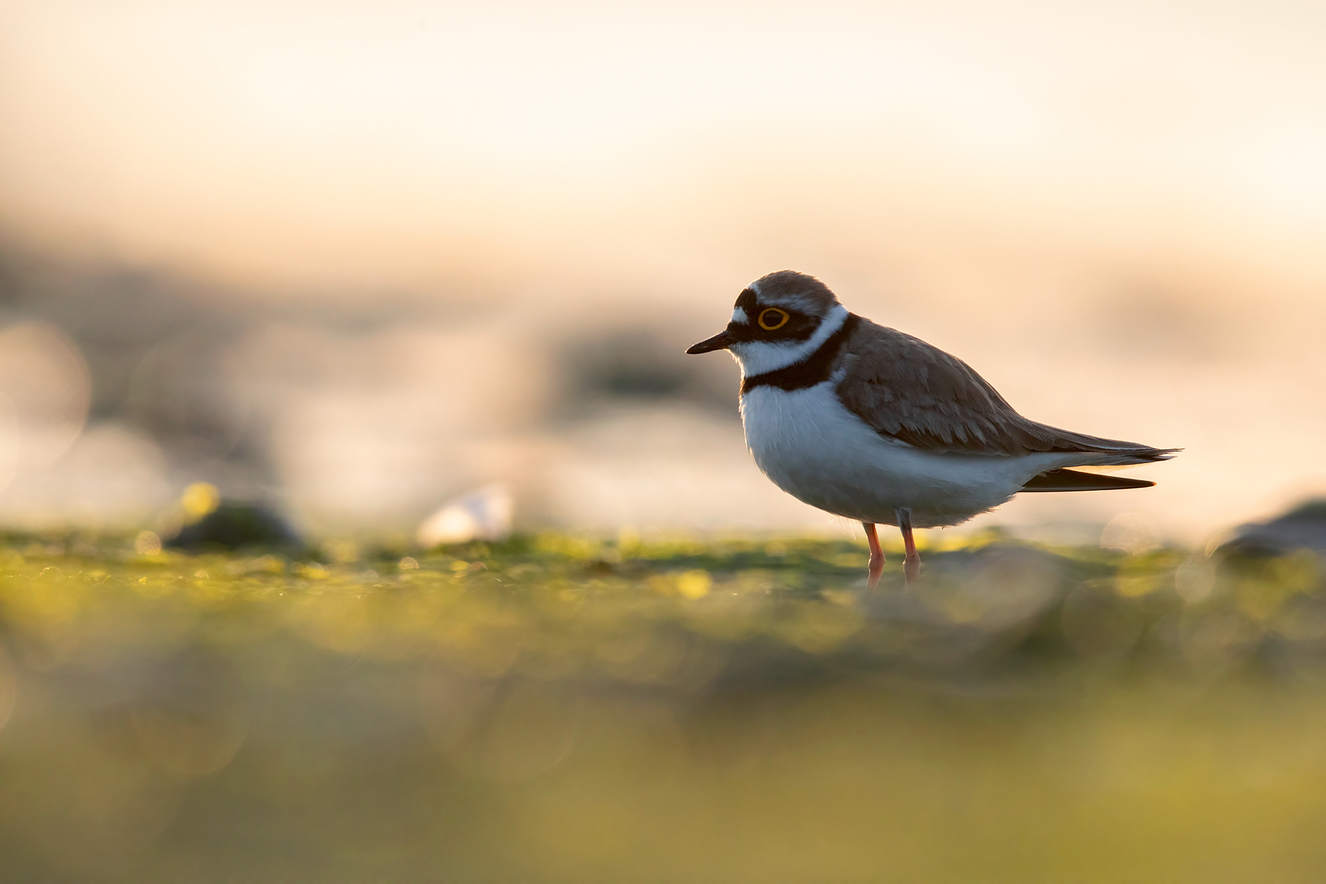 CORRIERE PICCOLO - Little Ringed Plover (Charadrius dubius) - Giulianova