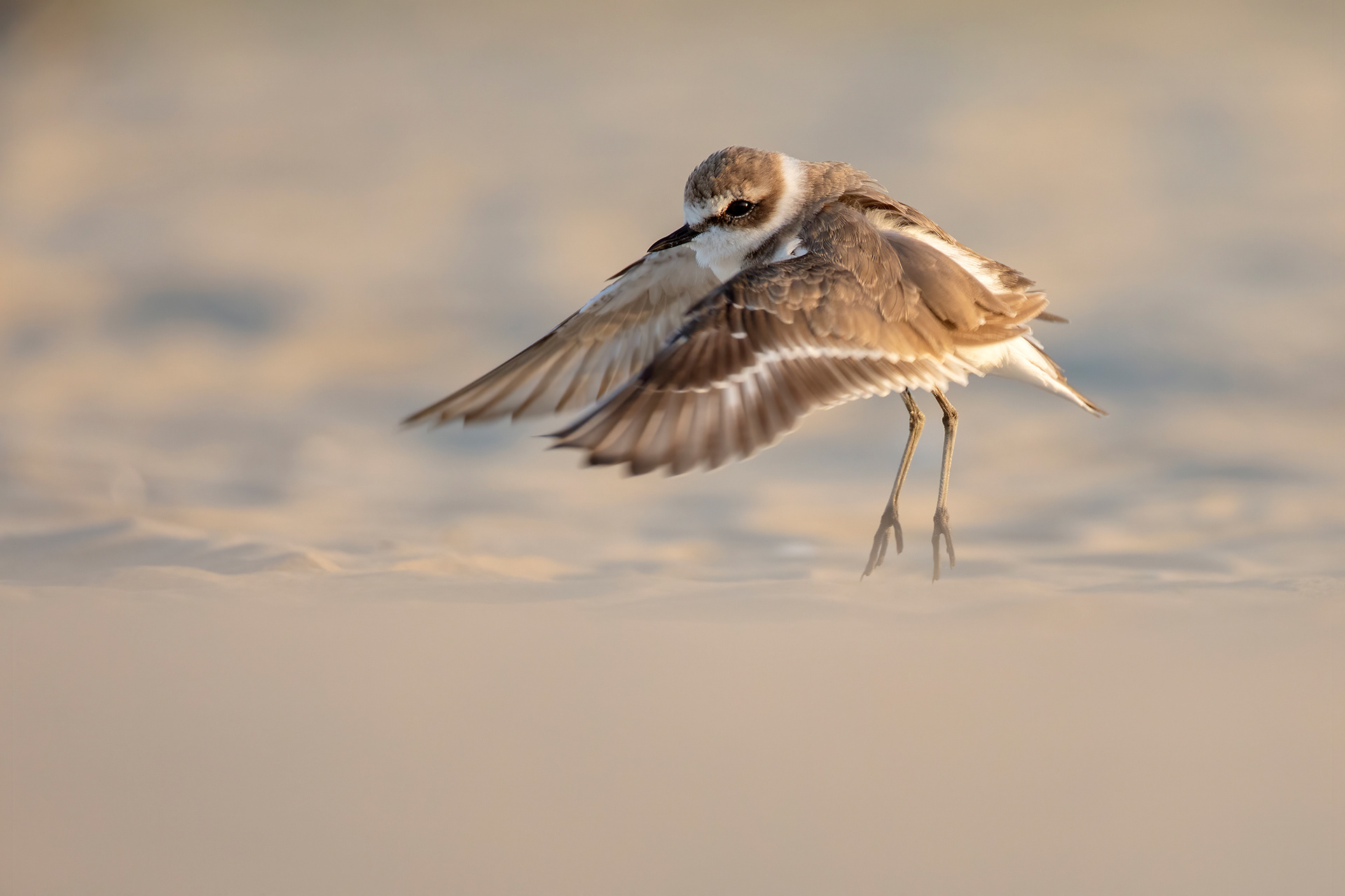 FRATINO - Kentish Plover (Charadrius alexandrinus) - Abruzzo