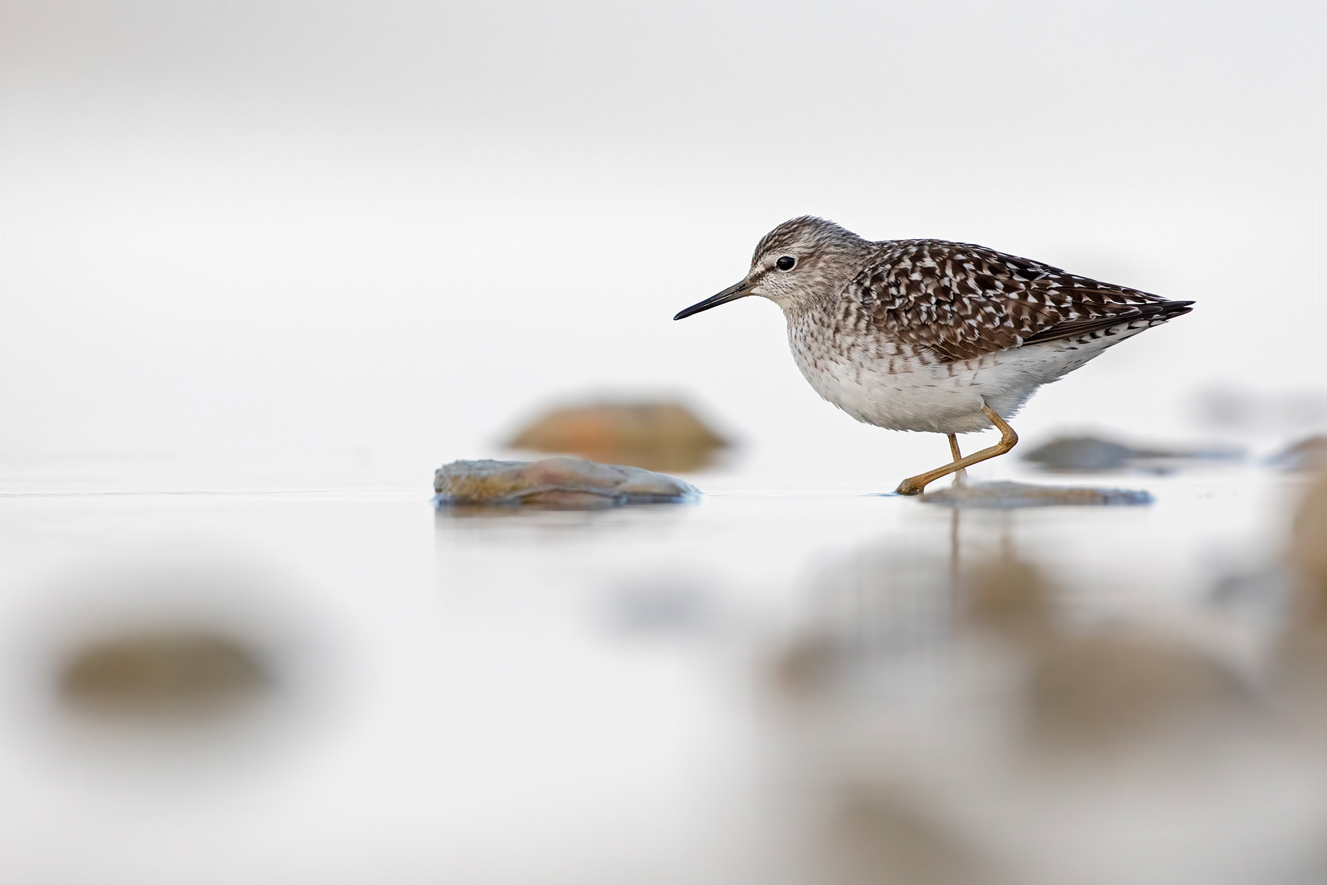 PIRO PIRO BOSCHERECCIO - Wood Sandpiper (Tringa glareola) - Abruzzo