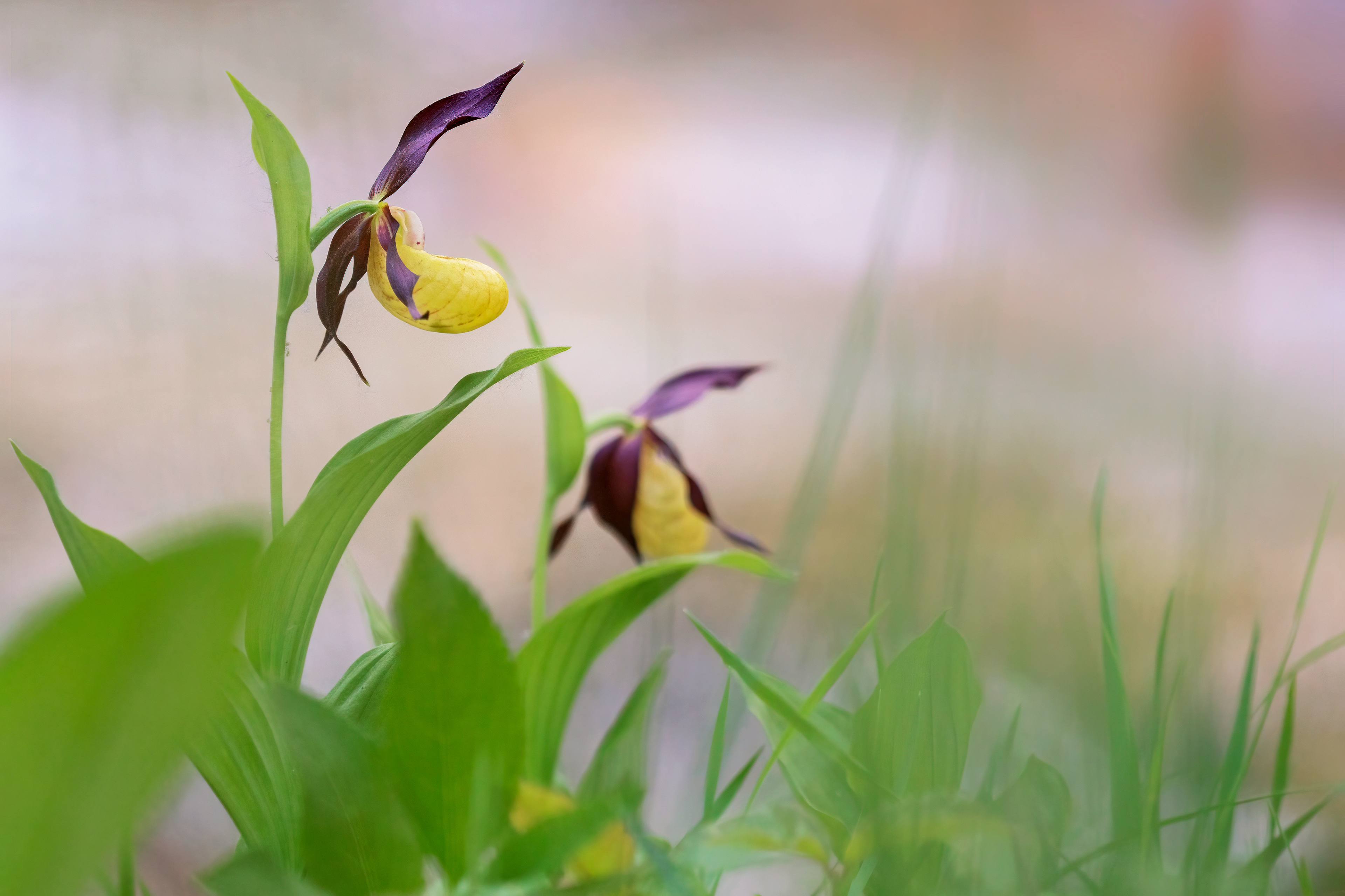 SCARPETTA DI VENERE - Lady's Slipper Orchid (Cypripedium calceolus) - Parco Nazionale d'Abruzzo, Lazio e Molise