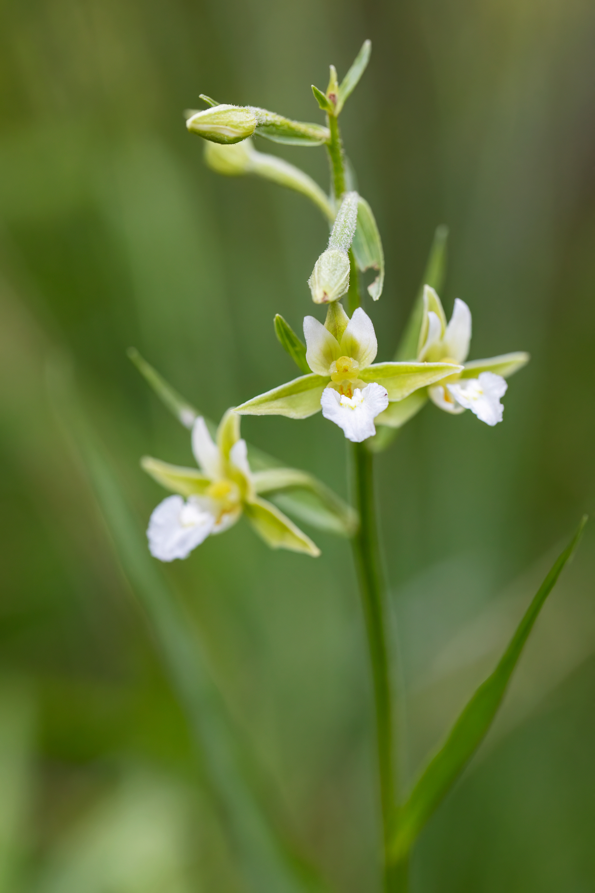 ELLEBORINA PALUSTRE - Marsh Helleborine (Epipactis palustris) Gran Sasso-Laga National Park