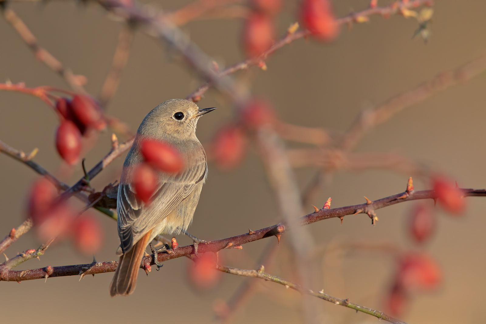 CODIROSSO SPAZZACAMINO - Black redstart (Phoenicurus ochruros)