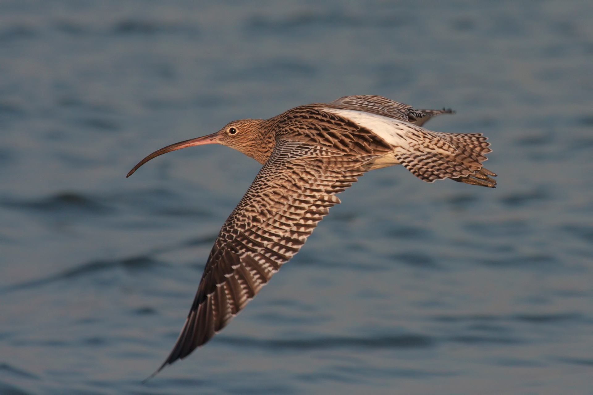 CHIURLO MAGGIORE - Eurasian Curlew (Numenius arquata) - Emilia Romagna 