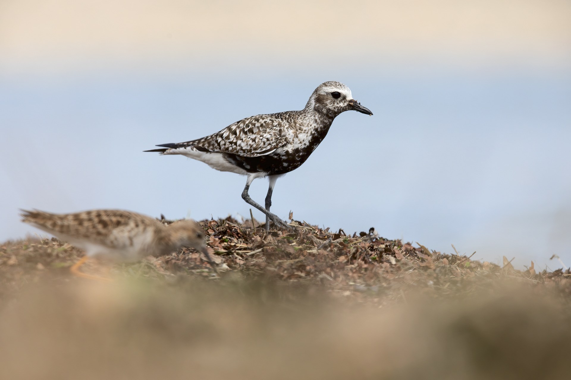 PIVIERESSA - Grey Plover (Pluvialis squatarola) - Abruzzo