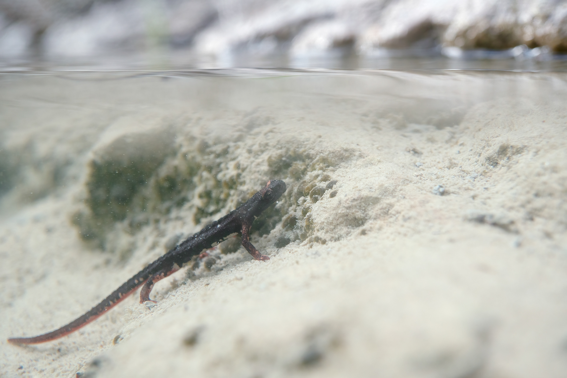 Salamandrina di Savi (Salamandra perspicillata)